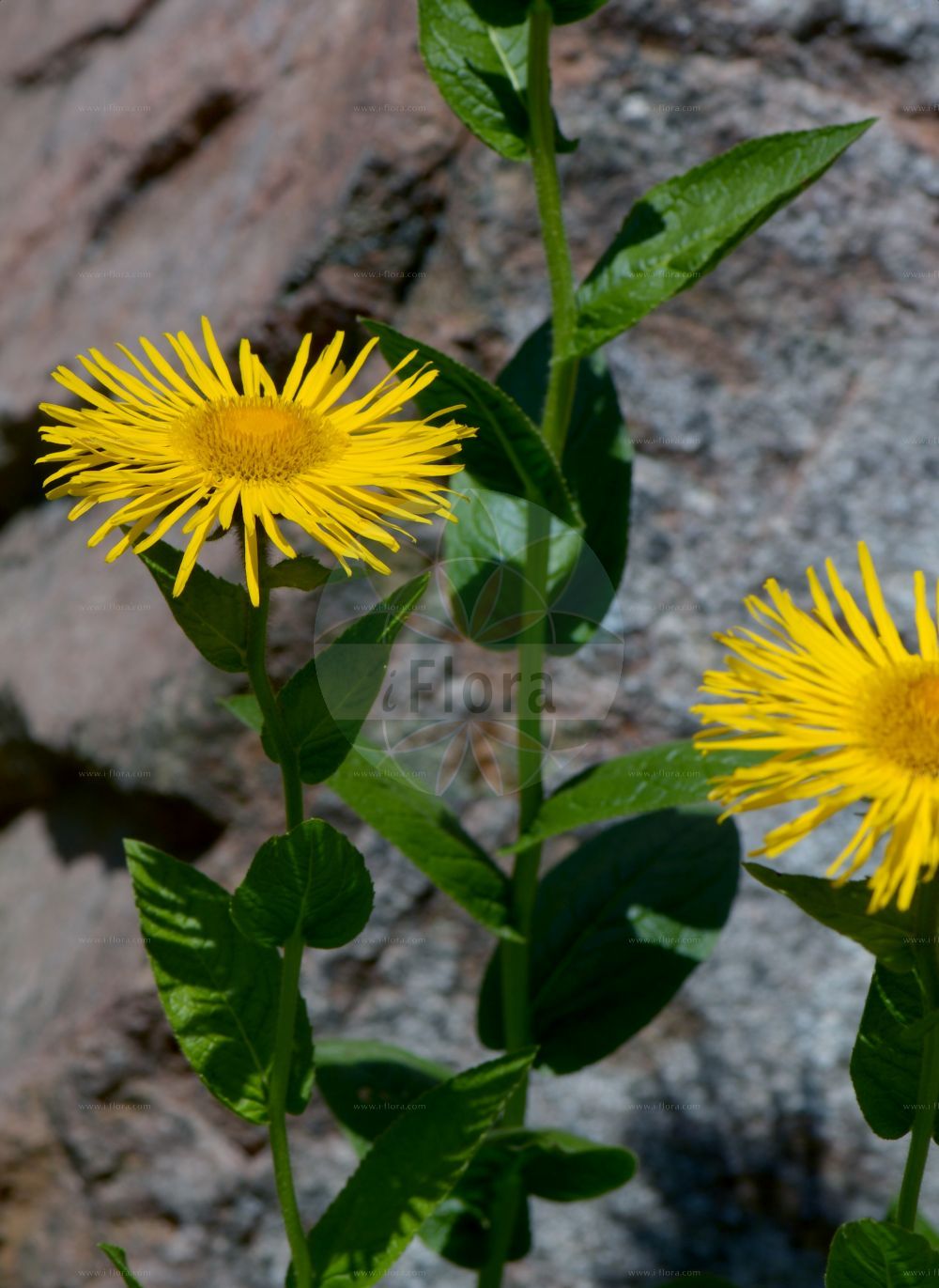 Foto von Inula orientalis. Das Bild zeigt Blatt und Bluete. Das Foto wurde in Göteborg, Schweden aufgenommen. ---- Photo of Inula orientalis. The image is showing leaf and flower. The picture was taken in Gothenburg, Sweden.(Inula orientalis,Inula glandulosa,Inula orientalis,Inula,Alant,Yellowhead,Asteraceae,Korbblütengewächse,Daisy family,Blatt,Bluete,leaf,flower)