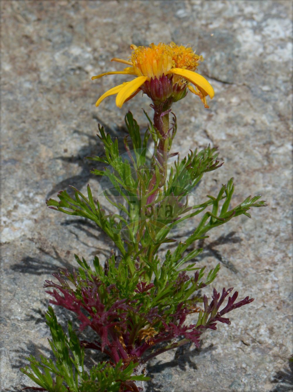 Foto von Jacobaea abrotanifolia (Eberrauten-Greiskraut - Pinnate-leaved Ragwort). Das Bild zeigt Blatt und Bluete. Das Foto wurde in Saussurea, Mont Blanc, Valle d’Aosta, Italien aufgenommen. ---- Photo of Jacobaea abrotanifolia (Eberrauten-Greiskraut - Pinnate-leaved Ragwort). The image is showing leaf and flower. The picture was taken in Saussurea, Mont Blanc, Valle d'Aosta, Italy.(Jacobaea abrotanifolia,Eberrauten-Greiskraut,Pinnate-leaved Ragwort,Jacobaea abrotanifolia,Senecio abrotanifolius,Eberrauten-Greiskraut,Pinnate-leaved Ragwort,Jacobaea,Asteraceae,Korbblütengewächse,Daisy family,Blatt,Bluete,leaf,flower)