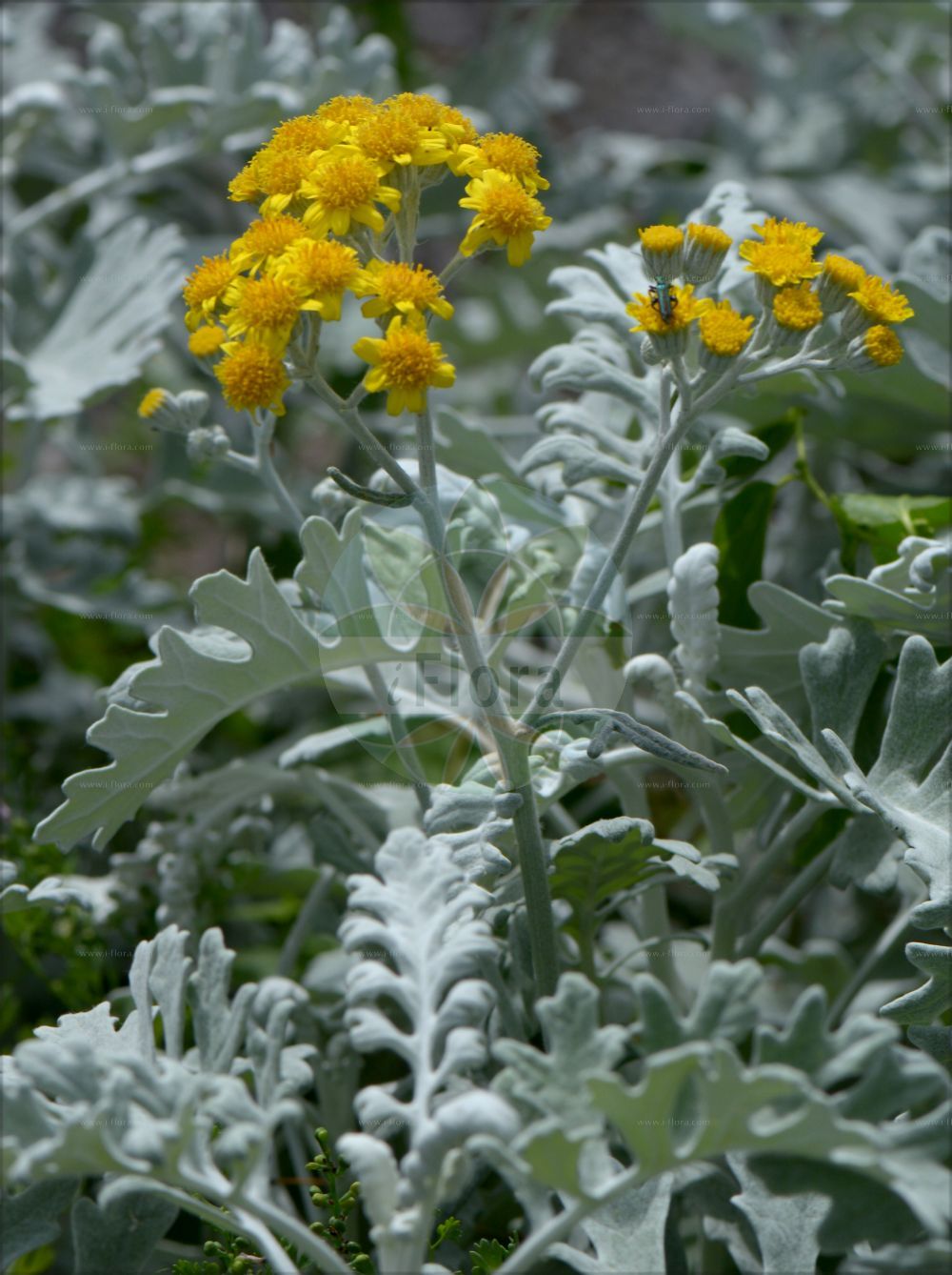 Foto von Jacobaea maritima (Silver Ragwort). Das Bild zeigt Blatt und Bluete. Das Foto wurde in Trieste, Friuli-Venezia Giulia, Italien aufgenommen. ---- Photo of Jacobaea maritima (Silver Ragwort). The image is showing leaf and flower. The picture was taken in Trieste, Friuli-Venezia Giulia, Italy.(Jacobaea maritima,Silver Ragwort,Cineraria maritima,Jacobaea maritima,Othonna maritima,Senecio cineraria,Senecio maritimus,Jacobaea,Asteraceae,Korbblütengewächse,Daisy family,Blatt,Bluete,leaf,flower)