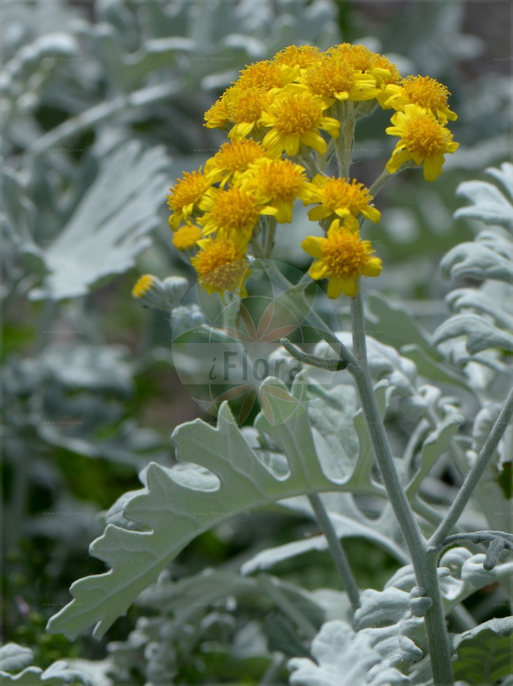 Foto von Jacobaea maritima (Silver Ragwort). Das Bild zeigt Blatt und Bluete. Das Foto wurde in Trieste, Friuli-Venezia Giulia, Italien aufgenommen. ---- Photo of Jacobaea maritima (Silver Ragwort). The image is showing leaf and flower. The picture was taken in Trieste, Friuli-Venezia Giulia, Italy.(Jacobaea maritima,Silver Ragwort,Cineraria maritima,Jacobaea maritima,Othonna maritima,Senecio cineraria,Senecio maritimus,Jacobaea,Asteraceae,Korbblütengewächse,Daisy family,Blatt,Bluete,leaf,flower)