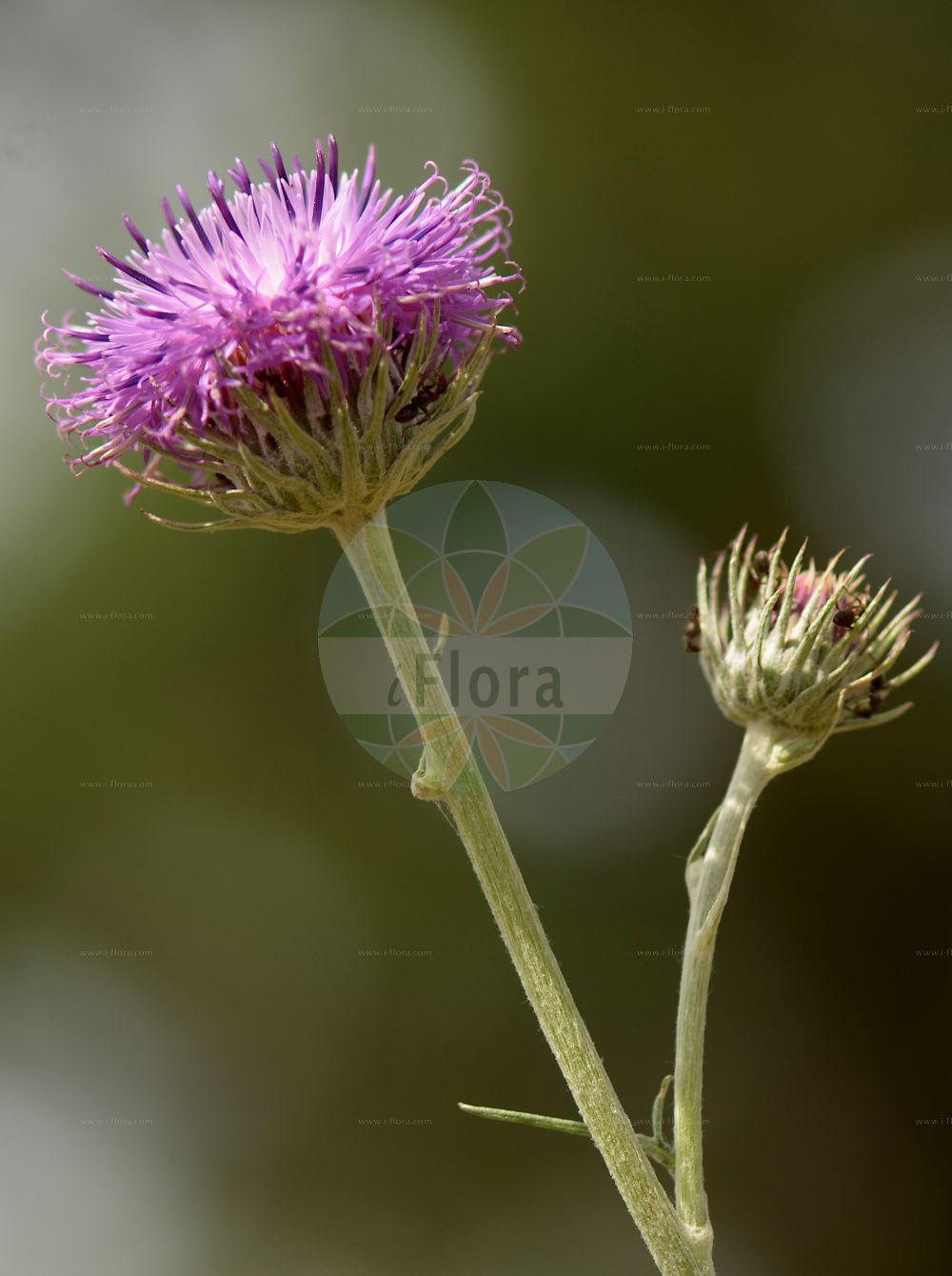 Foto von Jurinea cyanoides (Sand-Silberscharte - Sand Jurinea). Das Bild zeigt Bluete. Das Foto wurde in Walldorf, Rhein-Neckar-Kreis, Baden-Württemberg, Deutschland, Oberrheinisches Tiefland und Rhein-Main-Ebene aufgenommen. ---- Photo of Jurinea cyanoides (Sand-Silberscharte - Sand Jurinea). The image is showing flower. The picture was taken in Walldorf, Rhein-Neckar district, Baden-Wuerttemberg, Germany, Oberrheinisches Tiefland and Rhein-Main-Ebene.(Jurinea cyanoides,Sand-Silberscharte,Sand Jurinea,Carduus cyanoides,Jurinea centaurioides,Jurinea charcoviensis,Jurinea cyanoides,Jurinea pseudocyanoides,Sand-Silberscharte,Sand-Bisamdistel,Silberscharte,Sand Jurinea,Jurinea,Silberscharte,Jurinea,Asteraceae,Korbblütengewächse,Daisy family,Bluete,flower)