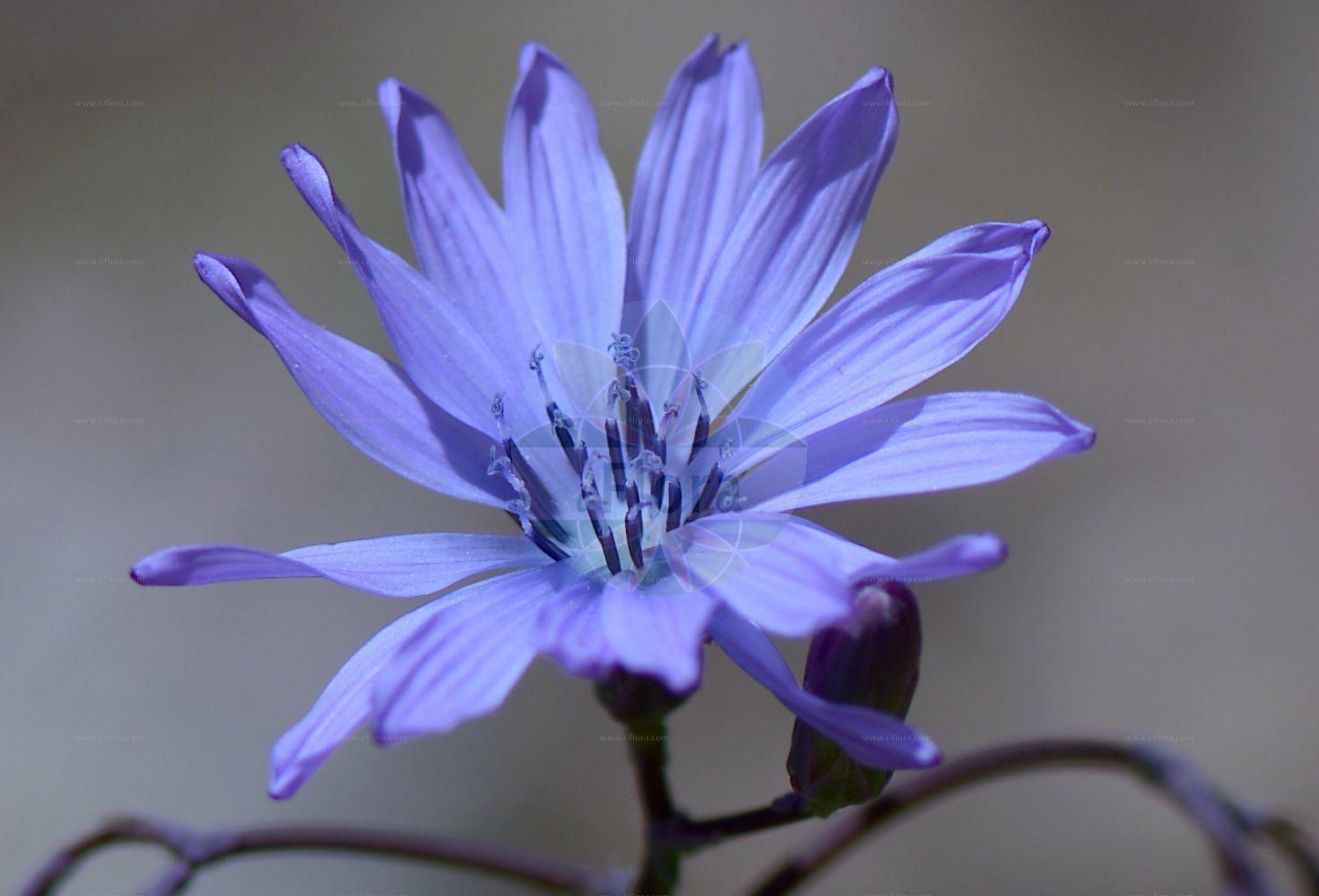 Foto von Lactuca perennis (Blauer Lattich - Mountain Lettuce). Das Bild zeigt Bluete. Das Foto wurde in Wöllstein, Alzey-Worms, Rheinland-Pfalz, Deutschland, Oberrheinisches Tiefland und Rhein-Main-Ebene aufgenommen. ---- Photo of Lactuca perennis (Blauer Lattich - Mountain Lettuce). The image is showing flower. The picture was taken in Woellstein, Alzey-Worms, Rhineland-Palatinate, Germany, Oberrheinisches Tiefland and Rhein-Main-Ebene.(Lactuca perennis,Blauer Lattich,Mountain Lettuce,Lactuca deggeleriana,Lactuca perennis,Blauer Lattich,Mountain Lettuce,Blue Lettuce,Perennial Blue Lettuce,Perennial Lettuce,Lactuca,Lattich,Lettuce,Asteraceae,Korbblütengewächse,Daisy family,Bluete,flower)