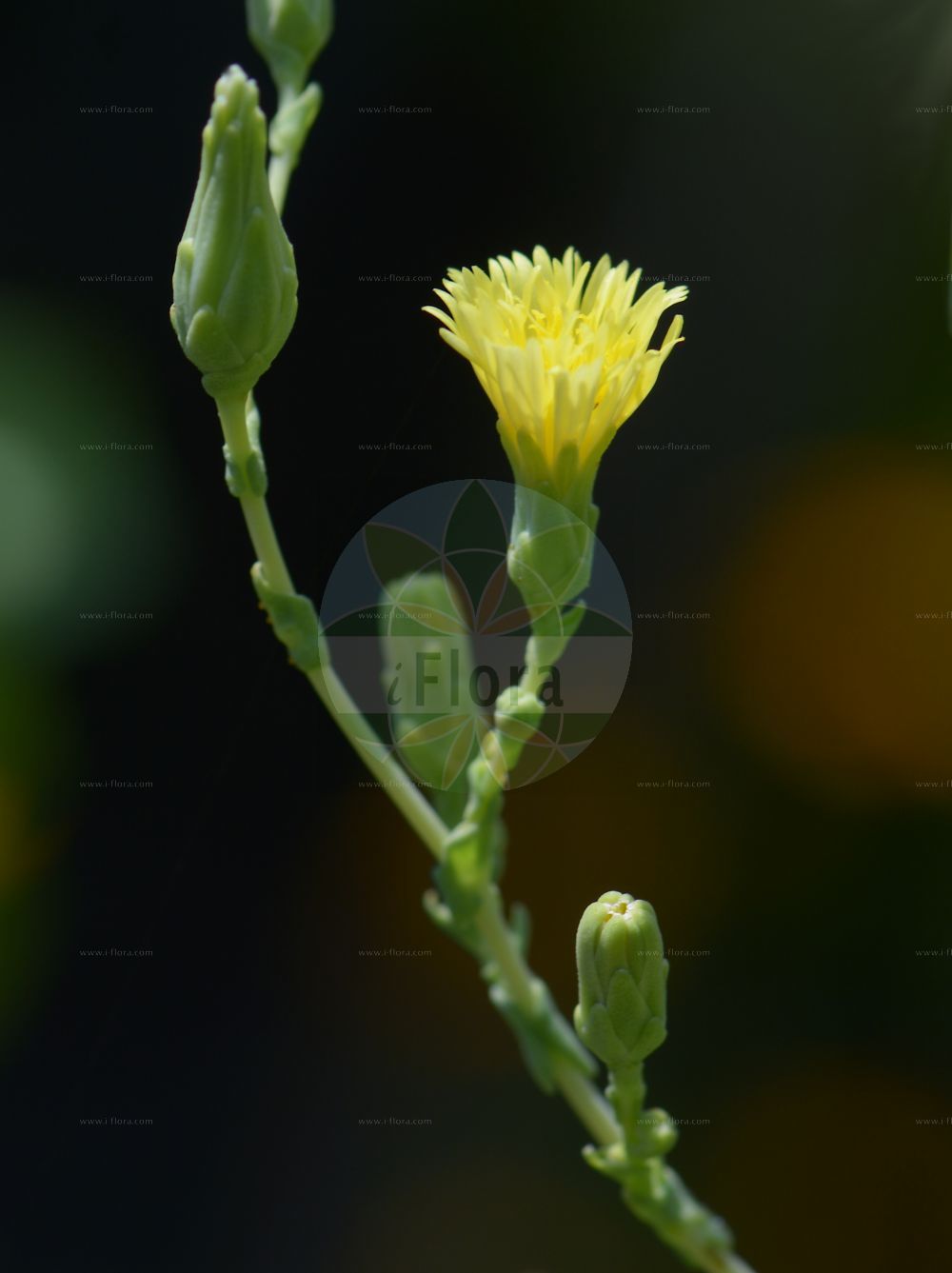 Foto von Lactuca sativa (Garten-Lattich - Garden Lettuce). Das Bild zeigt Bluete. Das Foto wurde in Jena, Thüringen, Deutschland aufgenommen. ---- Photo of Lactuca sativa (Garten-Lattich - Garden Lettuce). The image is showing flower. The picture was taken in Jena, Thuringia, Germany.(Lactuca sativa,Garten-Lattich,Garden Lettuce,Lactuca capitata,Lactuca crispa,Lactuca palmata,Lactuca sativa,Lactuca sativa var. crispa,Garten-Lattich,Bindesalat,Blattsalat,Pfluecksalat,Roemischer Salat,Garden Lettuce,Lettuce,Salad,Lactuca,Lattich,Lettuce,Asteraceae,Korbblütengewächse,Daisy family,Bluete,flower)