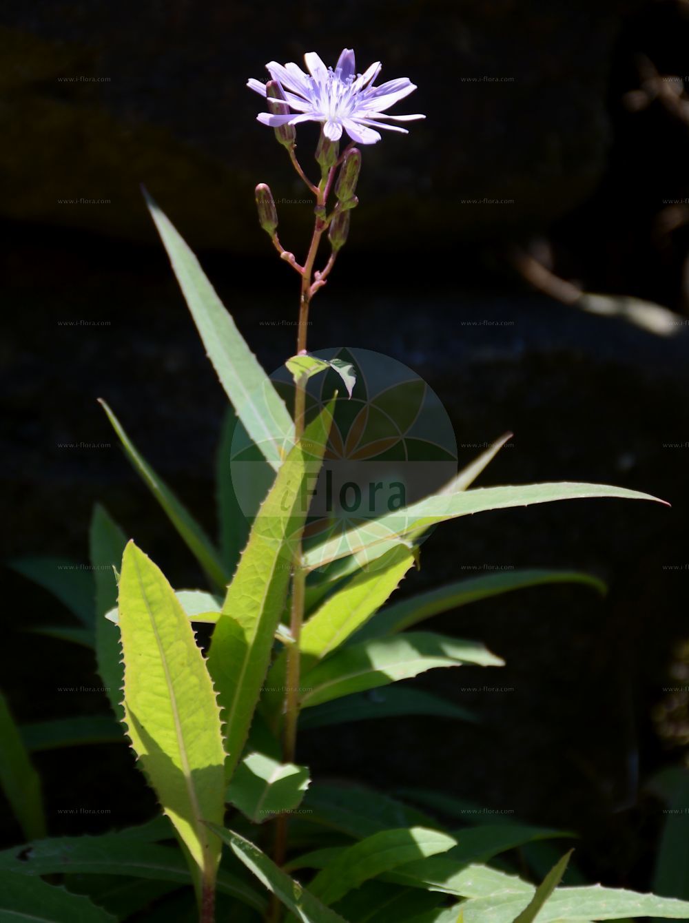 Foto von Lactuca tatarica (Tataren-Lattich - Blue Lettuce). Das Bild zeigt Blatt und Bluete. Das Foto wurde in Osnabrück, Niedersachsen, Deutschland aufgenommen. ---- Photo of Lactuca tatarica (Tataren-Lattich - Blue Lettuce). The image is showing leaf and flower. The picture was taken in Osnabrueck, Lower Saxony, Germany.(Lactuca tatarica,Tataren-Lattich,Blue Lettuce,Lactuca tatarica,Lagedium tataricum,Mulgedium tataricum,Sonchus tataricus,Tataren-Lattich,Blue Lettuce,Russian Blue Lettuce,Tartarine Lettuce,Lactuca,Lattich,Lettuce,Asteraceae,Korbblütengewächse,Daisy family,Blatt,Bluete,leaf,flower)