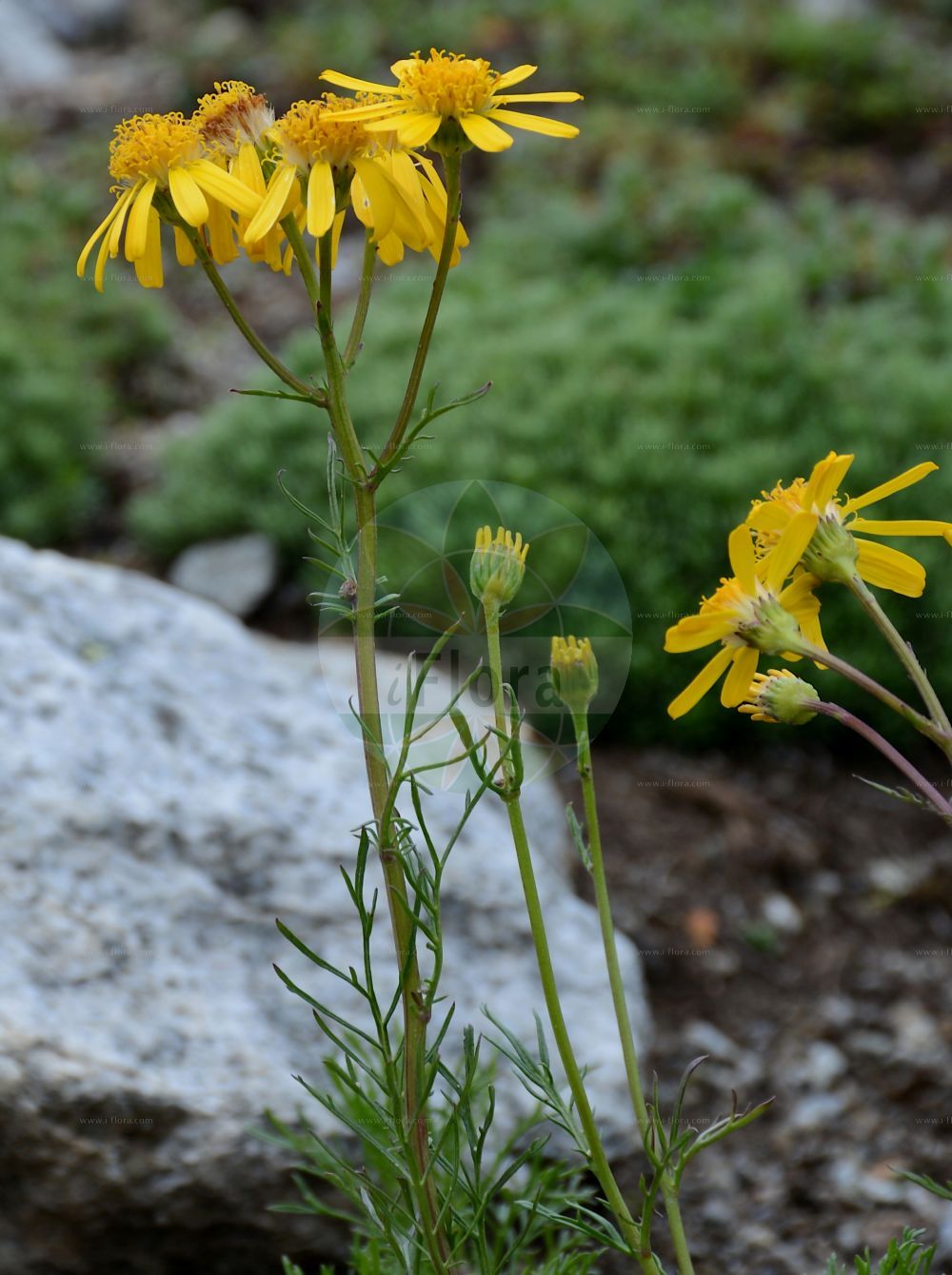 Foto von Jacobaea abrotanifolia (Eberrauten-Greiskraut - Pinnate-leaved Ragwort). Das Bild zeigt Blatt. Das Foto wurde in Schynige Platte, Interlaken, Bern, Schweiz aufgenommen. ---- Photo of Jacobaea abrotanifolia (Eberrauten-Greiskraut - Pinnate-leaved Ragwort). The image is showing leaf. The picture was taken in Schynige Platte, Interlaken, Bern, Switzerland.(Jacobaea abrotanifolia,Eberrauten-Greiskraut,Pinnate-leaved Ragwort,Jacobaea abrotanifolia,Senecio abrotanifolius,Eberrauten-Greiskraut,Pinnate-leaved Ragwort,Jacobaea,Asteraceae,Korbblütengewächse,Daisy family,Blatt,leaf)