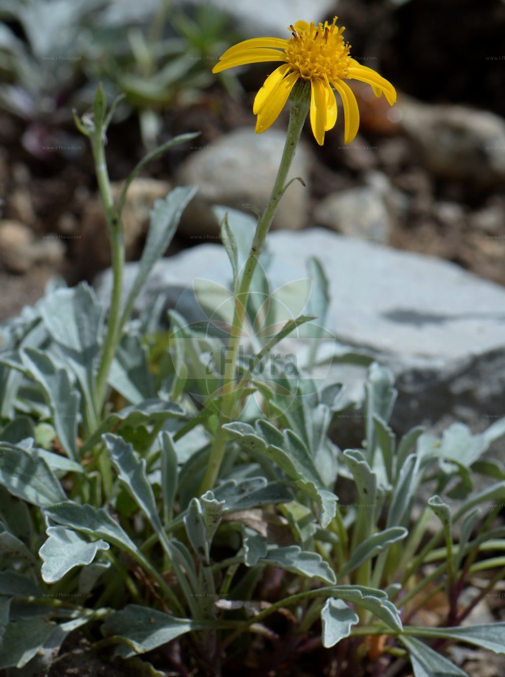 Foto von Jacobaea uniflora. Das Bild zeigt Blatt und Bluete. Das Foto wurde in Monte Bondeone, Provincia Autonoma di Trento, Italien, Alpen aufgenommen. ---- Photo of Jacobaea uniflora. The image is showing leaf and flower. The picture was taken in Monte Bondeone, Provincia Autonoma di Trento, Italy, Alps.(Jacobaea uniflora,Jacobaea uniflora,Senecio chabertii,Senecio halleri,Senecio uniflorus,Solidago uniflora,Jacobaea,Asteraceae,Korbblütengewächse,Daisy family,Blatt,Bluete,leaf,flower)