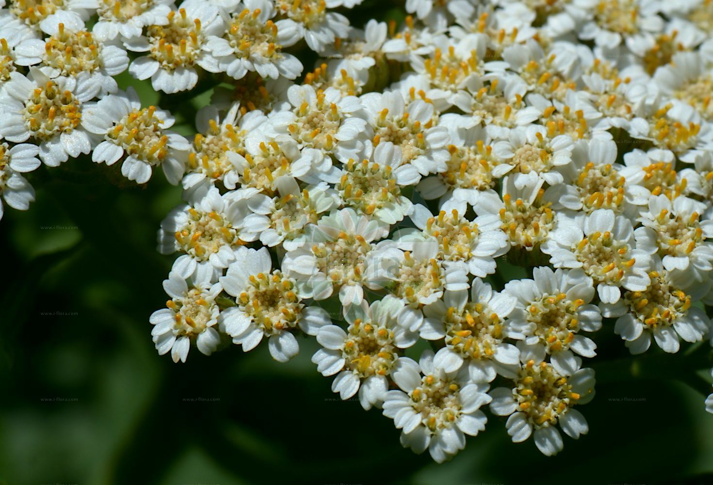 Foto von Achillea macrophylla (Großblättrige Schafgarbe - Large-leaved Sneezewort). Das Bild zeigt Bluete. Das Foto wurde in Klagenfurt, Kärnten, Österreich aufgenommen. ---- Photo of Achillea macrophylla (Großblättrige Schafgarbe - Large-leaved Sneezewort). The image is showing flower. The picture was taken in Klagenfurt, Carinthia, Austria.(Achillea macrophylla,Großblättrige Schafgarbe,Large-leaved Sneezewort,Achillea macrophylla,Ptarmica macrophylla,Grossblaettrige Schafgarbe,Large-leaved Sneezewort,Achillea,Schafgarbe,Yarrow,Asteraceae,Korbblütengewächse,Daisy family,Bluete,flower)