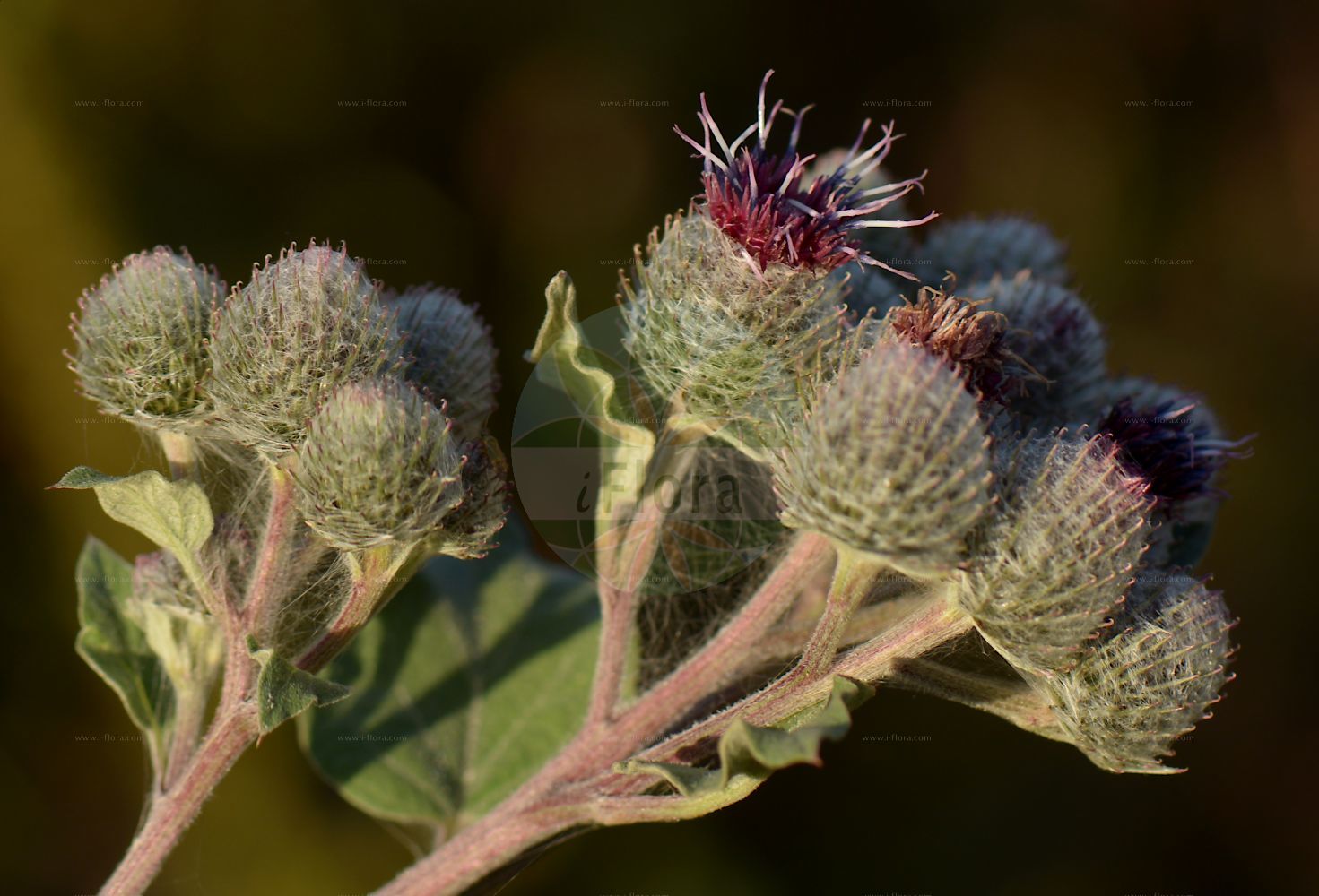 Foto von Arctium tomentosum (Filzige Klette - Woolly Burdock). Das Bild zeigt Blatt und Bluete. Das Foto wurde in Niederursel, Frankfurt, Hessen, Deutschland, Oberrheinisches Tiefland und Rhein-Main-Ebene aufgenommen. ---- Photo of Arctium tomentosum (Filzige Klette - Woolly Burdock). The image is showing leaf and flower. The picture was taken in Niederursel, Frankfurt, Hesse, Germany, Oberrheinisches Tiefland and Rhein-Main-Ebene.(Arctium tomentosum,Filzige Klette,Woolly Burdock,Arctium leptophyllum,Arctium tomentosum,Lappa tomentosa,Filzige Klette,Woolly Burdock,Arctium,Klette,Burdock,Asteraceae,Korbblütengewächse,Daisy family,Blatt,Bluete,leaf,flower)
