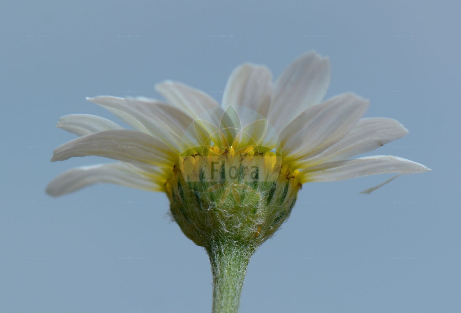 Foto von Cota austriaca (Österreichische Hundskamille - Austrian Chamomile). Das Bild zeigt Bluete. Das Foto wurde in Grainberg u. Saupurzel, Karlstadt, Main-Spessart, Bayern, Deutschland, Fränkische Platte aufgenommen. ---- Photo of Cota austriaca (Österreichische Hundskamille - Austrian Chamomile). The image is showing flower. The picture was taken in Grainberg u. Saupurzel, Karlstadt, Main-Spessart, Bavaria, Germany, Fraenkische Platte.(Cota austriaca,Österreichische Hundskamille,Austrian Chamomile,Anthemis austriaca,Anthemis cotiformis,Anthemis hyrcana,Anthemis zangelana,Cota austriaca,Österreichische Hundskamille,Austrian Chamomile,Austrian Mayweed,Southern Dog-daisy,Cota,Asteraceae,Korbblütengewächse,Daisy family,Bluete,flower)