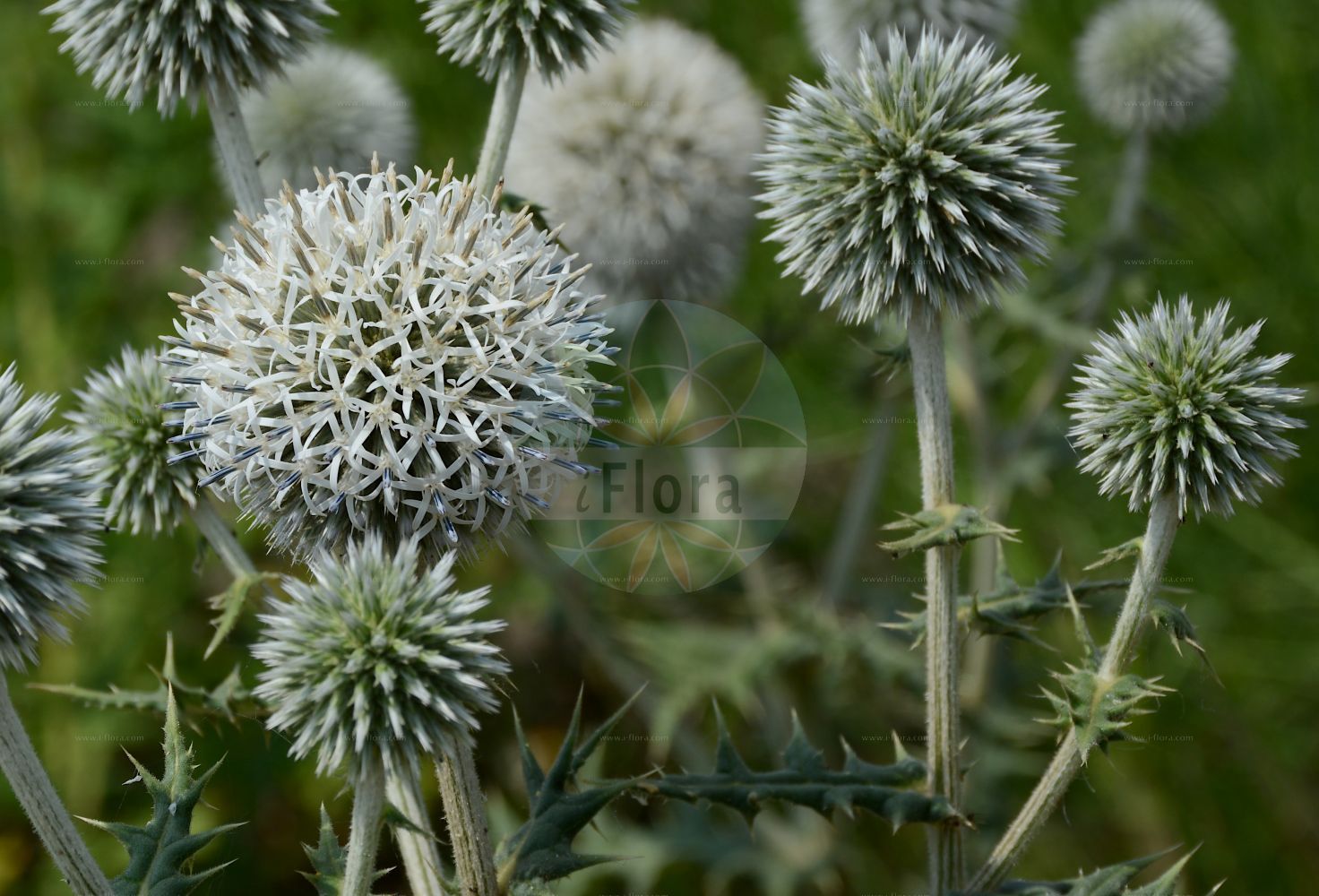 Foto von Echinops exaltatus (Drüsenlose Kugeldistel - Globe-thistle). Das Bild zeigt Bluete. Das Foto wurde in Berlin, Deutschland aufgenommen. ---- Photo of Echinops exaltatus (Drüsenlose Kugeldistel - Globe-thistle). The image is showing flower. The picture was taken in Berlin, Germany.(Echinops exaltatus,Drüsenlose Kugeldistel,Globe-thistle,Echinops commutatus,Echinops exaltatus,Echinops globifer,Druesenlose Kugeldistel,Hohe Kugeldistel,Globe-thistle,Tall Globethistle,Variegated Globe Thistle,Echinops,Kugeldistel,Globethistle,Asteraceae,Korbblütengewächse,Daisy family,Bluete,flower)