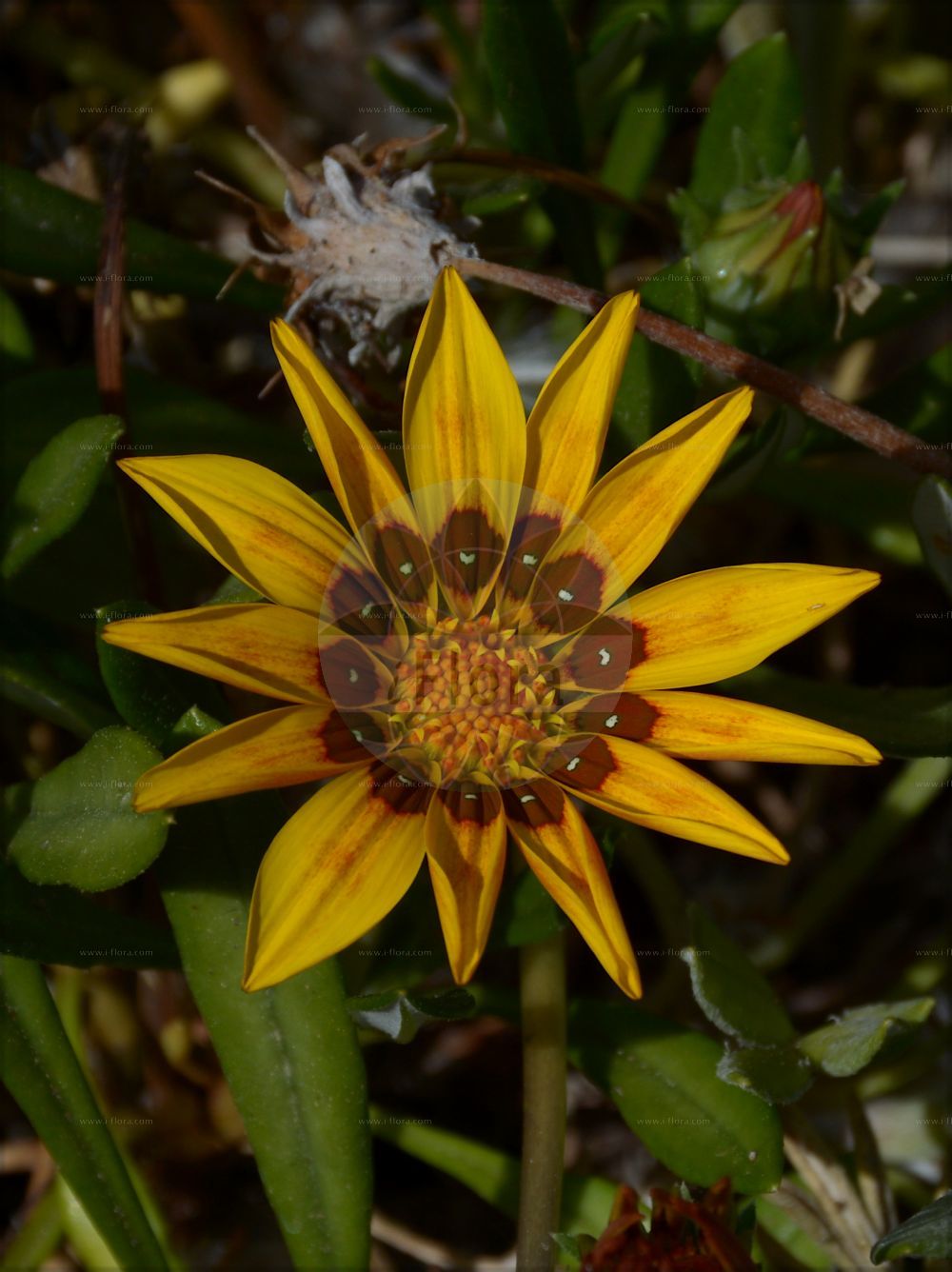 Foto von Gazania linearis. Das Bild zeigt Blatt und Bluete. Das Foto wurde in Hanbury, Ventimiglia, Liguria, Italien aufgenommen. ---- Photo of Gazania linearis. The image is showing leaf and flower. The picture was taken in Hanbury, Ventimiglia, Liguria, Italy.(Gazania linearis,Gazania,Asteraceae,Korbblütengewächse,Daisy family,Blatt,Bluete,leaf,flower)