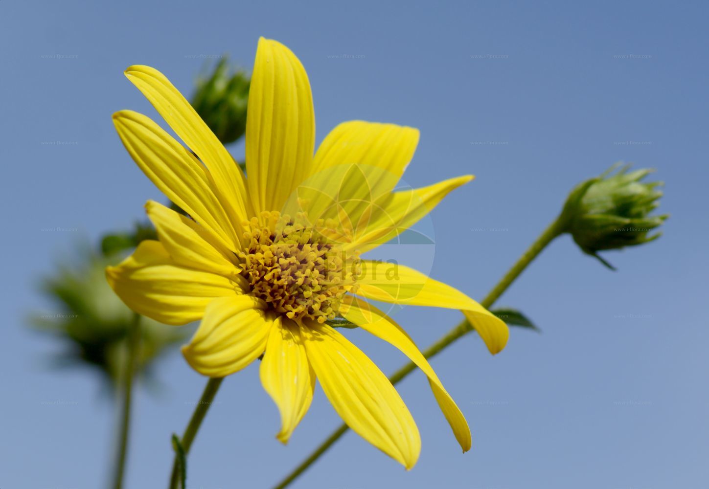 Foto von Helianthus giganteus. Das Bild zeigt Bluete. Das Foto wurde in Bonn, Nordrhein-Westfalen, Deutschland aufgenommen. ---- Photo of Helianthus giganteus. The image is showing flower. The picture was taken in Bonn, North Rhine-Westphalia, Germany.(Helianthus giganteus,Helianthus giganteus,Helianthus,Sonnenblume,Sunflower,Asteraceae,Korbblütengewächse,Daisy family,Bluete,flower)