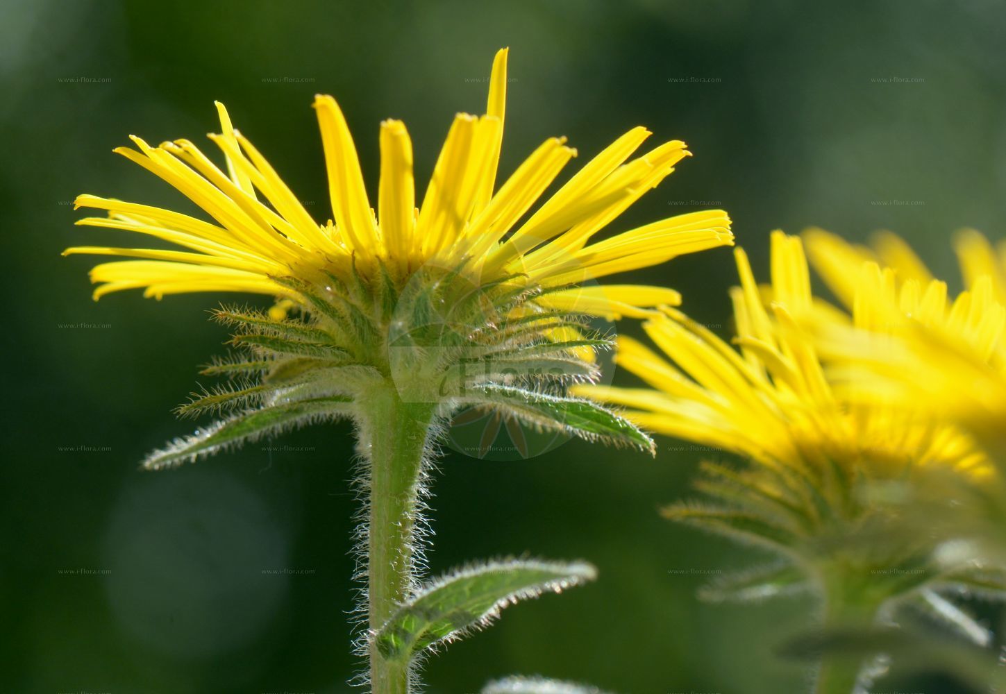 Foto von Inula hirta (Rauhhaariger Alant - Hairy Fleabane). Das Bild zeigt Blatt und Bluete. Das Foto wurde in Kopenhagen, Dänemark aufgenommen. ---- Photo of Inula hirta (Rauhhaariger Alant - Hairy Fleabane). The image is showing leaf and flower. The picture was taken in Copenhagen, Denmark.(Inula hirta,Rauhhaariger Alant,Hairy Fleabane,Inula hirta,Jacobaea hirta,Rauhhaariger Alant,Rauhaariger Alant,Hairy Fleabane,Inula,Alant,Yellowhead,Asteraceae,Korbblütengewächse,Daisy family,Blatt,Bluete,leaf,flower)