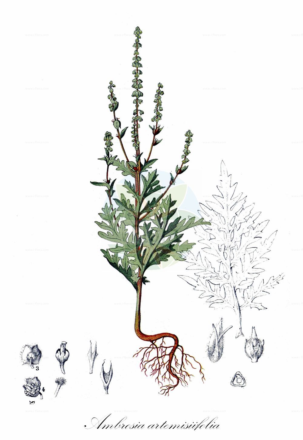 Historische Abbildung von Ambrosia artemisiifolia (Beifußblättrige Ambrosie - Ragweed). Das Bild zeigt Blatt, Bluete, Frucht und Same. ---- Historical Drawing of Ambrosia artemisiifolia (Beifußblättrige Ambrosie - Ragweed). The image is showing leaf, flower, fruit and seed.(Ambrosia artemisiifolia,Beifußblättrige Ambrosie,Ragweed,Ambrosia artemisiifolia,Ambrosia elatior,Beifussblaettrige Ambrosie,Aufrechtes Taubenkraut,Beifussblaettriges Taubenkraut,Beifussblaettriges Traubenkraut,Hohes Taubenkraut.,Wermutblaettrige Ambrosie,Ragweed,Bitterweed,Carrot Weed,Common Ragweed,Hay Fever Weed,Hogweed,Roman Wormwood,Stammerwort,Stickweed,Tassel Weed,Wild Tansy,Wormwood,American Wormwood,Black-weed,Annual Ragweed,Short Ragweed,Low Ragweed,Roman Ragweed,Small Ragweed,Ambrosia,Ambrosie,Ragweed,Asteraceae,Korbblütengewächse,Daisy family,Blatt,Bluete,Frucht,Same,leaf,flower,fruit,seed,Millspaugh (1892))