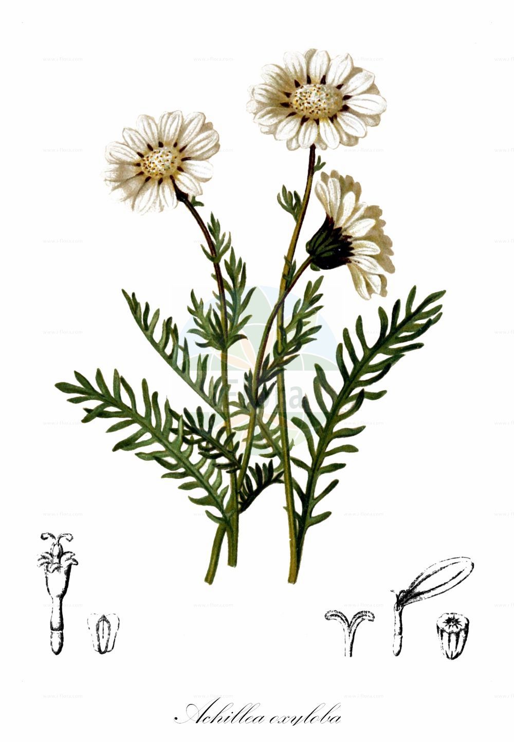 Historische Abbildung von Achillea oxyloba. Das Bild zeigt Blatt, Bluete, Frucht und Same. ---- Historical Drawing of Achillea oxyloba. The image is showing leaf, flower, fruit and seed.(Achillea oxyloba,Achillea oxyloba,Anthemis alpina,Ptarmica oxyloba,Achillea,Schafgarbe,Yarrow,Asteraceae,Korbblütengewächse,Daisy family,Blatt,Bluete,Frucht,Same,leaf,flower,fruit,seed,Hartinger & von Dalla Torre (1806f))