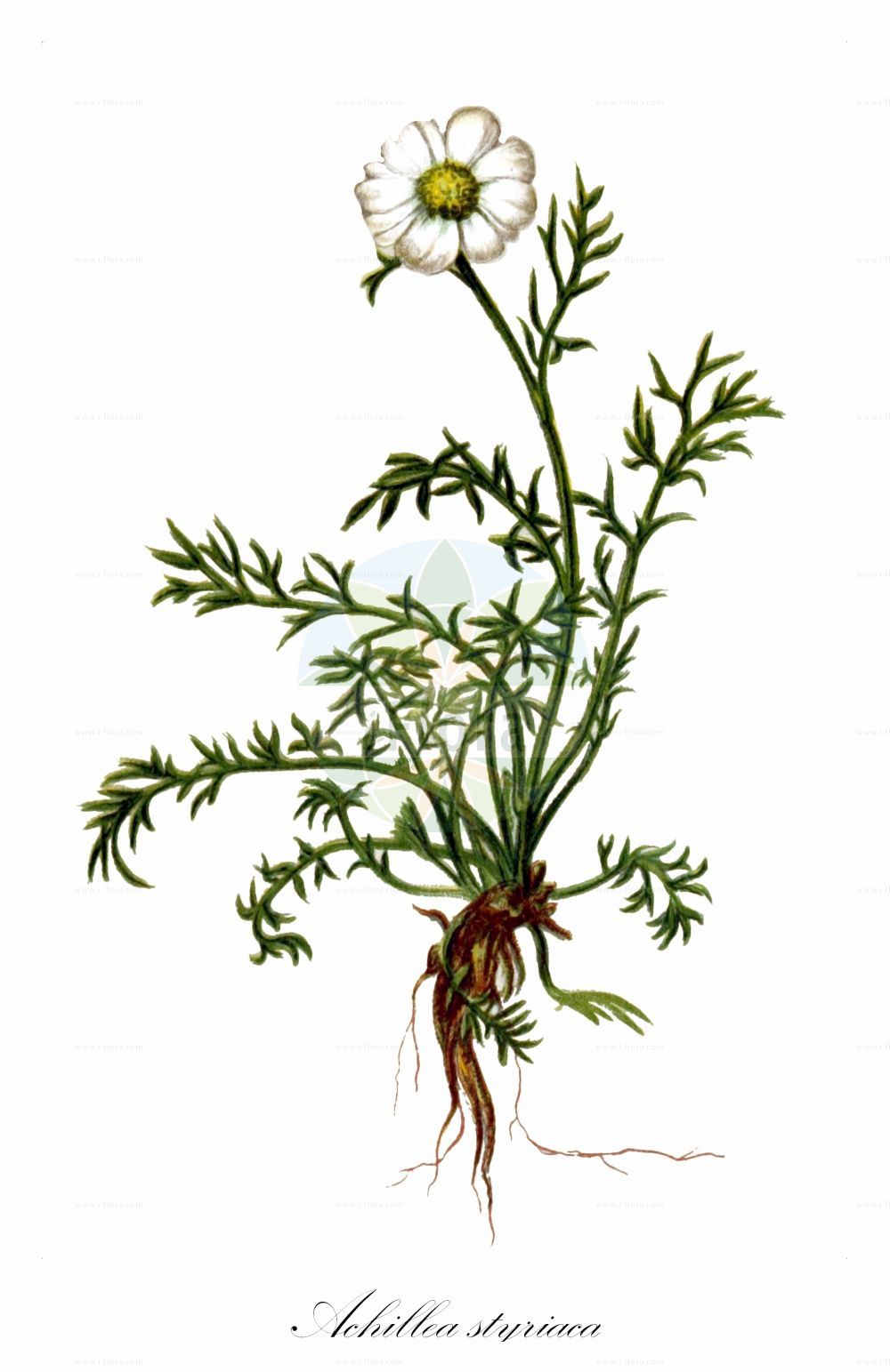 Historische Abbildung von Achillea styriaca. Das Bild zeigt Blatt, Bluete, Frucht und Same. ---- Historical Drawing of Achillea styriaca. The image is showing leaf, flower, fruit and seed.(Achillea styriaca,Achillea styriaca,Achillea,Schafgarbe,Yarrow,Asteraceae,Korbblütengewächse,Daisy family,Blatt,Bluete,Frucht,Same,leaf,flower,fruit,seed,Hartinger & von Dalla Torre (1806f))