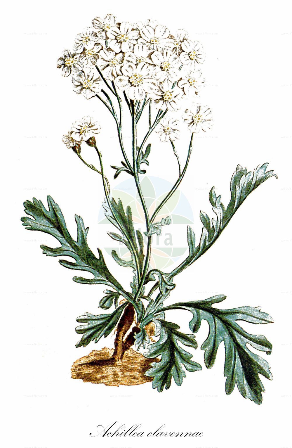 Historische Abbildung von Achillea clavennae (Bittere Schafgarbe - Silvery Milfoil). Das Bild zeigt Blatt, Bluete, Frucht und Same. ---- Historical Drawing of Achillea clavennae (Bittere Schafgarbe - Silvery Milfoil). The image is showing leaf, flower, fruit and seed.(Achillea clavennae,Bittere Schafgarbe,Silvery Milfoil,Achillea argentea,Achillea capitata,Achillea clavennae,Ptarmica clavennae,Bittere Schafgarbe,Clavennas Schafgarbe,Weisse Schafgarbe,Weisser Speik,Silvery Milfoil,Achillea,Schafgarbe,Yarrow,Asteraceae,Korbblütengewächse,Daisy family,Blatt,Bluete,Frucht,Same,leaf,flower,fruit,seed)