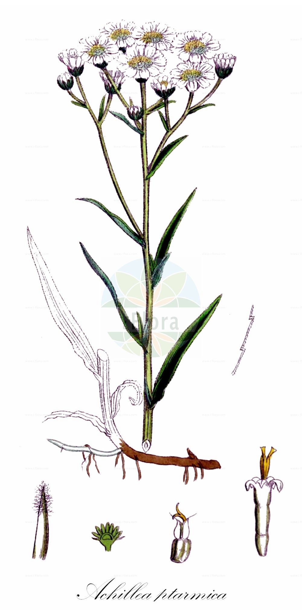 Historische Abbildung von Achillea ptarmica (Sumpf-Schafgarbe - Sneezewort). Das Bild zeigt Blatt, Bluete, Frucht und Same. ---- Historical Drawing of Achillea ptarmica (Sumpf-Schafgarbe - Sneezewort). The image is showing leaf, flower, fruit and seed.(Achillea ptarmica,Sumpf-Schafgarbe,Sneezewort,Achillea ptarmica,Ptarmica vulgaris,Sumpf-Schafgarbe,Bertram-Schafgarbe,Sneezewort,Bastard Pellitory,European Pellitory,Wild Pellitory,Fair-maid-Of-France,Goose Tongue,Goose-tongue Yarrow,Marsh Yarrow,Sneezeweed,Sneezewort Yarrow,White Tansy,Achillea,Schafgarbe,Yarrow,Asteraceae,Korbblütengewächse,Daisy family,Blatt,Bluete,Frucht,Same,leaf,flower,fruit,seed,Sowerby (1790-1813))