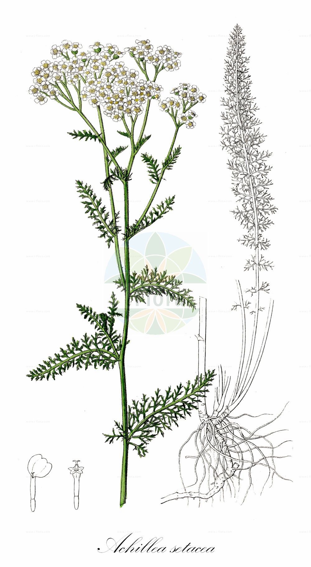 Historische Abbildung von Achillea setacea (Feinblättrige Wiesen-Schafgarbe - Bristly Yarrow). Das Bild zeigt Blatt, Bluete, Frucht und Same. ---- Historical Drawing of Achillea setacea (Feinblättrige Wiesen-Schafgarbe - Bristly Yarrow). The image is showing leaf, flower, fruit and seed.(Achillea setacea,Feinblättrige Wiesen-Schafgarbe,Bristly Yarrow,Achillea fililoba,Achillea kuemmerleana,Achillea setacea,Feinblaettrige Wiesen-Schafgarbe,Borstenblaettrige Schafgarbe,Feinblaettrige Schafgarbe,Bristly Yarrow,Achillea,Schafgarbe,Yarrow,Asteraceae,Korbblütengewächse,Daisy family,Blatt,Bluete,Frucht,Same,leaf,flower,fruit,seed,Dietrich (1833-1844))