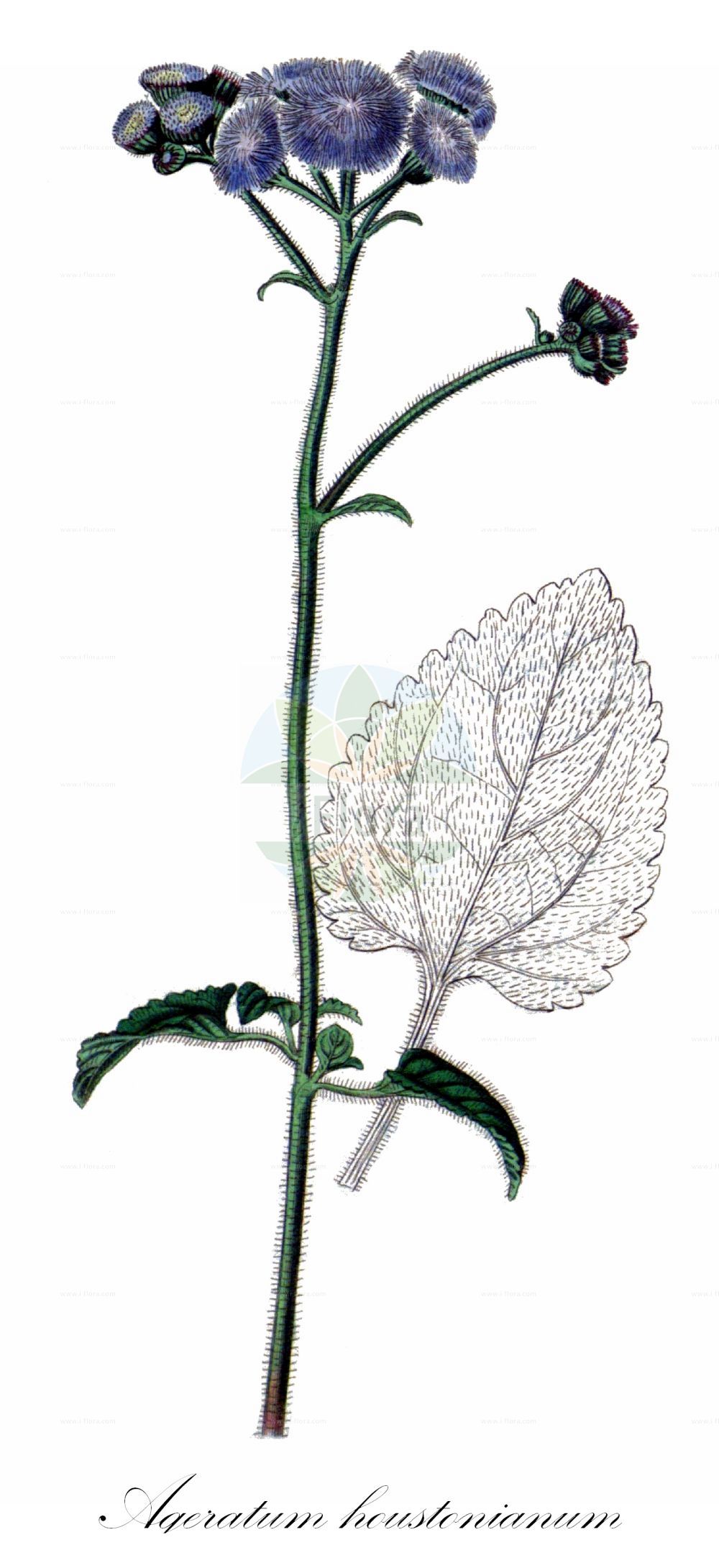 Historische Abbildung von Ageratum houstonianum. Das Bild zeigt Blatt, Bluete, Frucht und Same. ---- Historical Drawing of Ageratum houstonianum. The image is showing leaf, flower, fruit and seed.(Ageratum houstonianum,Ageratum houstonianum,Ageratum mexicanum,Ageratum,Asteraceae,Korbblütengewächse,Daisy family,Blatt,Bluete,Frucht,Same,leaf,flower,fruit,seed,Curtis Botanical Magazine (1787f))