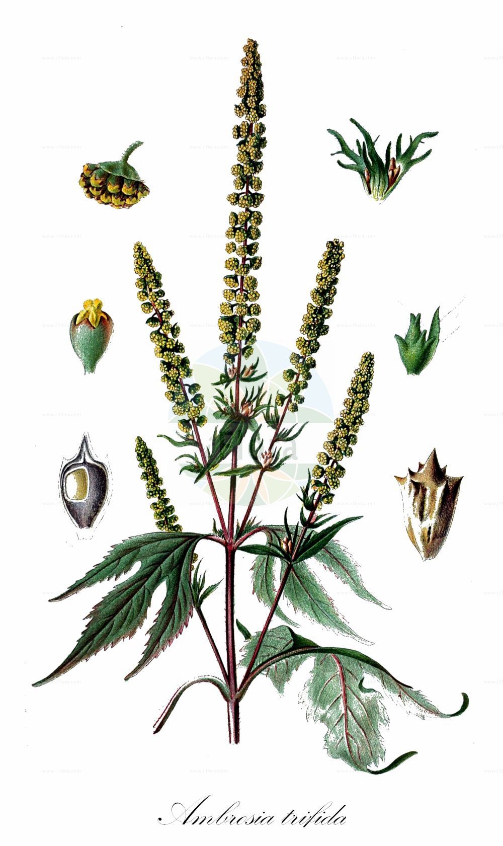Historische Abbildung von Ambrosia trifida (Dreilappige Ambrosie - Giant Ragweed). Das Bild zeigt Blatt, Bluete, Frucht und Same. ---- Historical Drawing of Ambrosia trifida (Dreilappige Ambrosie - Giant Ragweed). The image is showing leaf, flower, fruit and seed.(Ambrosia trifida,Dreilappige Ambrosie,Giant Ragweed,Ambrosia integrifolia,Ambrosia trifida,Dreilappige Ambrosie,Dreilappiges Taubenkraut,Dreilappiges Traubenkraut,Dreispaltige Ambrosie,Dreispaltiges Taubenkraut,Giant Ragweed,Buffalo Weed,Great Ragweed,Horse Cane,Tall Ambrosia,Crownweed,Horseweed,Wild Hemp,Ambrosia,Ambrosie,Ragweed,Asteraceae,Korbblütengewächse,Daisy family,Blatt,Bluete,Frucht,Same,leaf,flower,fruit,seed,Lindman (1901-1905))