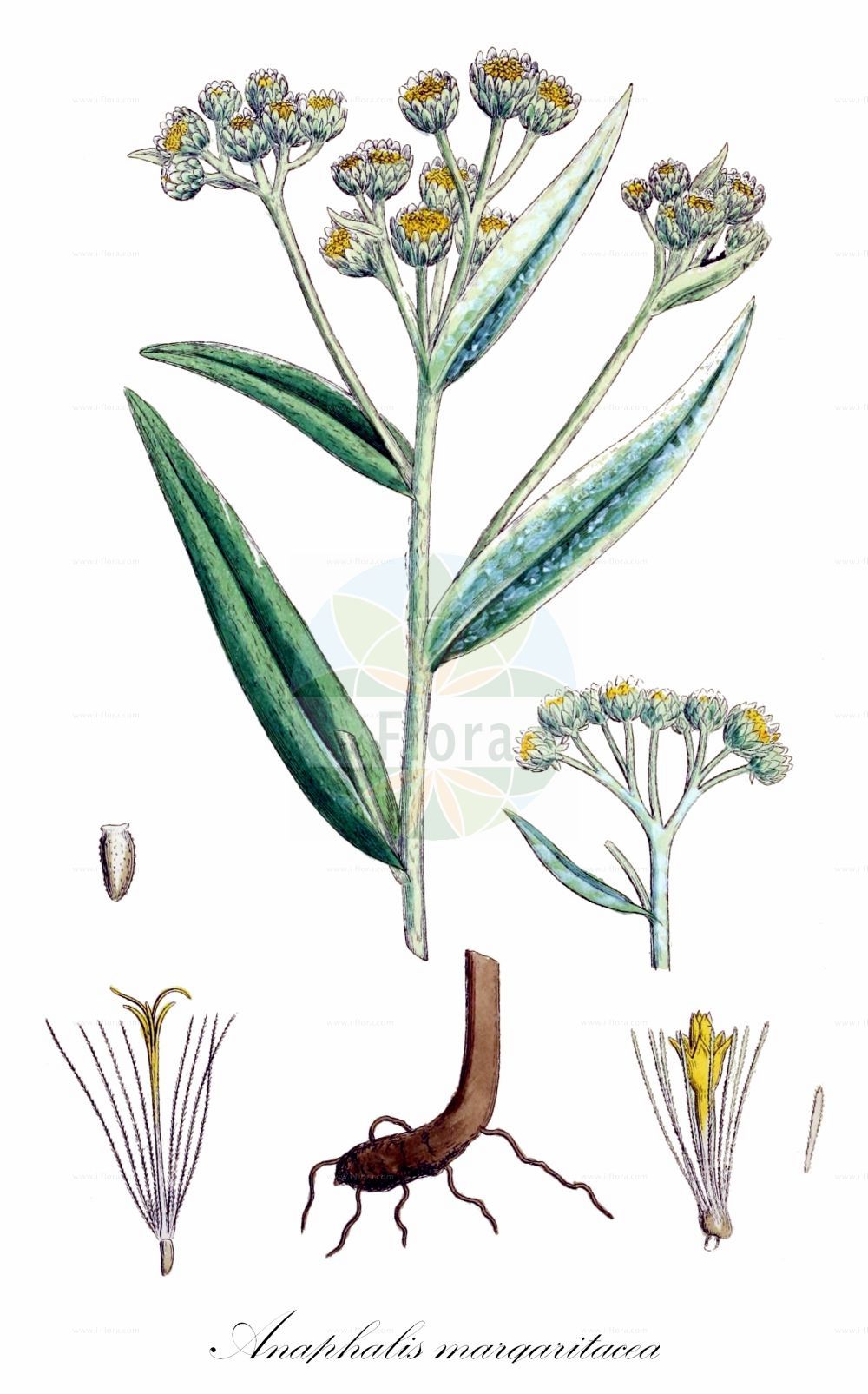 Historische Abbildung von Anaphalis margaritacea (Pearly Everlasting). Das Bild zeigt Blatt, Bluete, Frucht und Same. ---- Historical Drawing of Anaphalis margaritacea (Pearly Everlasting). The image is showing leaf, flower, fruit and seed.(Anaphalis margaritacea,Pearly Everlasting,Anaphalis margaritacea,Antennaria margaritacea,Gnaphalium margaritaceum,Anaphalis,Asteraceae,Korbblütengewächse,Daisy family,Blatt,Bluete,Frucht,Same,leaf,flower,fruit,seed,Sowerby (1790-1813))