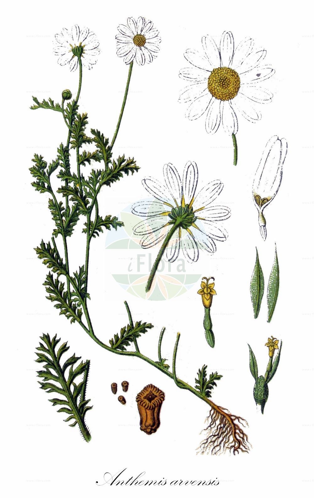 Historische Abbildung von Anthemis arvensis (Acker-Hundskamille - Corn Chamomile). Das Bild zeigt Blatt, Bluete, Frucht und Same. ---- Historical Drawing of Anthemis arvensis (Acker-Hundskamille - Corn Chamomile). The image is showing leaf, flower, fruit and seed.(Anthemis arvensis,Acker-Hundskamille,Corn Chamomile,Anthemis agrestis,Anthemis anglica,Anthemis arvensis,Anthemis granatensis,Anthemis kitenesis,Anthemis sallei,Acker-Hundskamille,Corn Chamomile,Field Chamomile,Anthemis,Hundskamille,Chamomile,Asteraceae,Korbblütengewächse,Daisy family,Blatt,Bluete,Frucht,Same,leaf,flower,fruit,seed,Sturm (1796f))