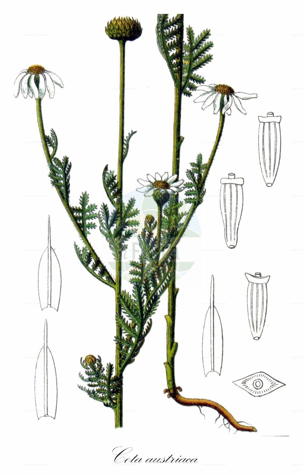 Historische Abbildung von Cota austriaca (Österreichische Hundskamille - Austrian Chamomile). Das Bild zeigt Blatt, Bluete, Frucht und Same. ---- Historical Drawing of Cota austriaca (Österreichische Hundskamille - Austrian Chamomile). The image is showing leaf, flower, fruit and seed.(Cota austriaca,Österreichische Hundskamille,Austrian Chamomile,Anthemis austriaca,Anthemis cotiformis,Anthemis hyrcana,Anthemis zangelana,Cota austriaca,Österreichische Hundskamille,Austrian Chamomile,Austrian Mayweed,Southern Dog-daisy,Cota,Asteraceae,Korbblütengewächse,Daisy family,Blatt,Bluete,Frucht,Same,leaf,flower,fruit,seed,Sturm (1796f))
