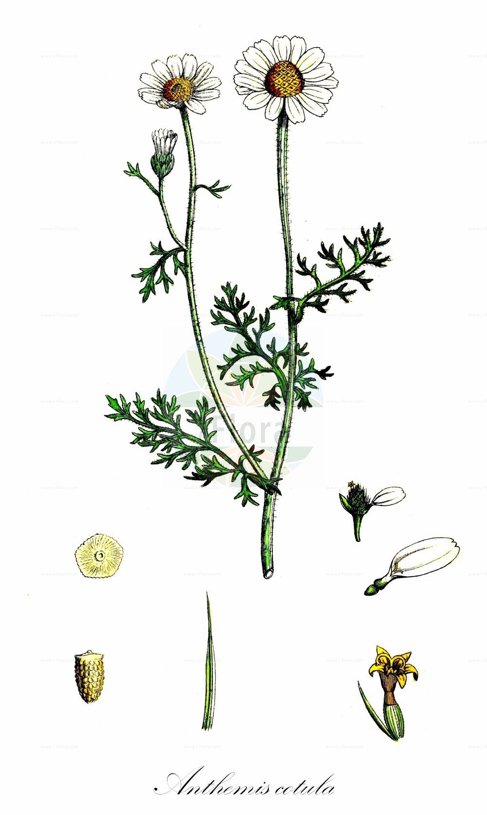 Historische Abbildung von Anthemis cotula (Stinkende Hundskamille - Stinking Chamomile). Das Bild zeigt Blatt, Bluete, Frucht und Same. ---- Historical Drawing of Anthemis cotula (Stinkende Hundskamille - Stinking Chamomile). The image is showing leaf, flower, fruit and seed.(Anthemis cotula,Stinkende Hundskamille,Stinking Chamomile,Anthemis cotula,Anthemis psorosperma,Anthemis ramosa,Maruta cotula,Stinkende Hundskamille,Stinking Chamomile,Dog Fennel,Dog's Chamomile,Fetid Mayweed,Mayweed Chamomile,Stinking Mayweed,Anthemis,Hundskamille,Chamomile,Asteraceae,Korbblütengewächse,Daisy family,Blatt,Bluete,Frucht,Same,leaf,flower,fruit,seed,Sowerby (1790-1813))