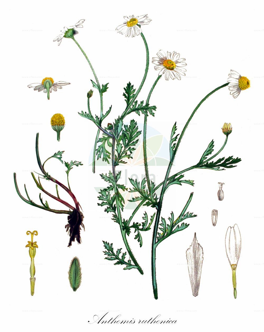Historische Abbildung von Anthemis ruthenica (Ruthenische Hundskamille - Ruthenian Chamomile). Das Bild zeigt Blatt, Bluete, Frucht und Same. ---- Historical Drawing of Anthemis ruthenica (Ruthenische Hundskamille - Ruthenian Chamomile). The image is showing leaf, flower, fruit and seed.(Anthemis ruthenica,Ruthenische Hundskamille,Ruthenian Chamomile,Anthemis neilreichii,Anthemis ruthenica,Ruthenische Hundskamille,Ruthenian Chamomile,Anthemis,Hundskamille,Chamomile,Asteraceae,Korbblütengewächse,Daisy family,Blatt,Bluete,Frucht,Same,leaf,flower,fruit,seed,Kops (1800-1934))