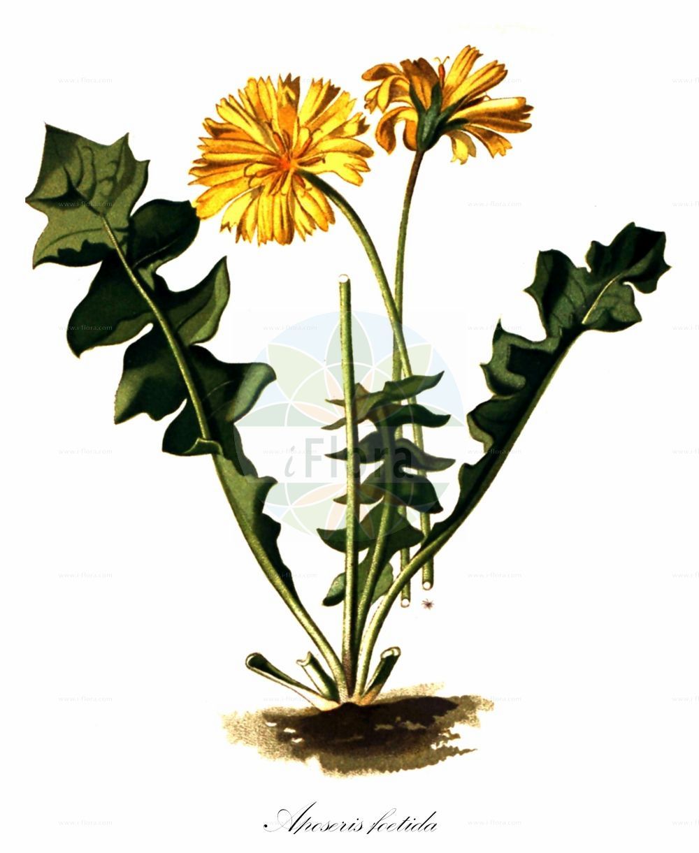 Historische Abbildung von Aposeris foetida (Stinkender Hainsalat - Stinking Aposeris). Das Bild zeigt Blatt, Bluete, Frucht und Same. ---- Historical Drawing of Aposeris foetida (Stinkender Hainsalat - Stinking Aposeris). The image is showing leaf, flower, fruit and seed.(Aposeris foetida,Stinkender Hainsalat,Stinking Aposeris,Aposeris foetida,Hyoseris foetida,Stinkender Hainsalat,Stinkender Hainlattich,Stinking Aposeris,Aposeris,Hainsalat,Aposeris,Asteraceae,Korbblütengewächse,Daisy family,Blatt,Bluete,Frucht,Same,leaf,flower,fruit,seed,Seboth & Graf (1879-1884))