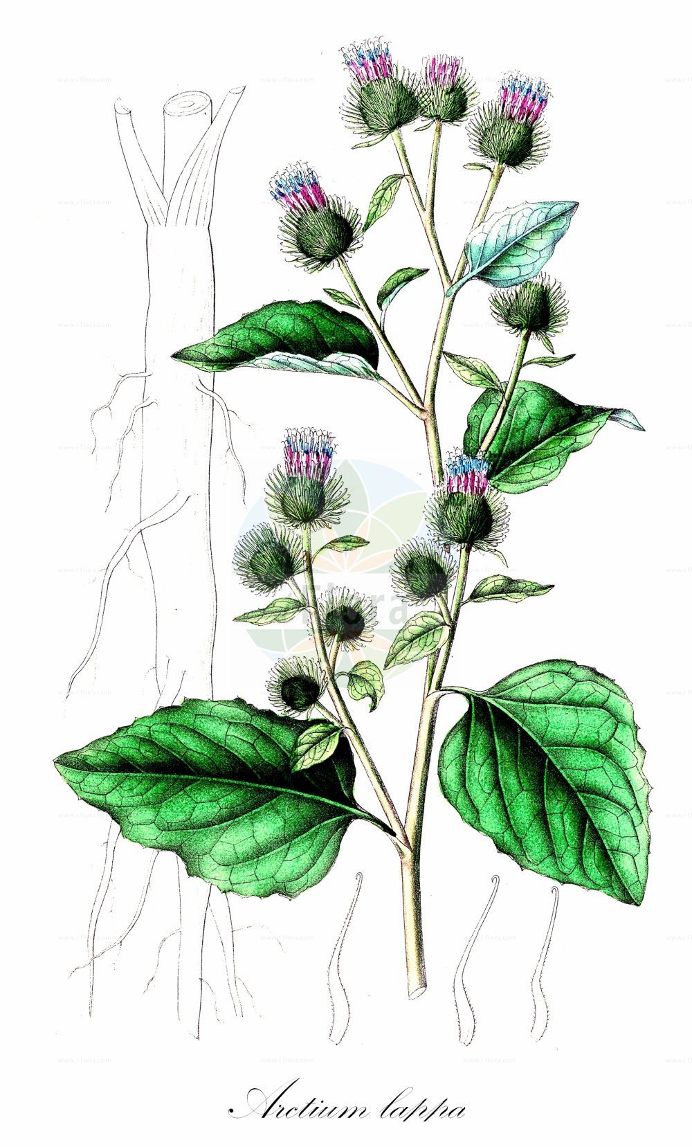Historische Abbildung von Arctium lappa (Große Klette - Greater Burdock). Das Bild zeigt Blatt, Bluete, Frucht und Same. ---- Historical Drawing of Arctium lappa (Große Klette - Greater Burdock). The image is showing leaf, flower, fruit and seed.(Arctium lappa,Große Klette,Greater Burdock,Arctium chaorum,Arctium lappa,Arctium majus,Arctium vulgare,Lappa glabra,Lappa major,Lappa officinalis,Lappa vulgaris,Grosse Klette,Greater Burdock,Edible Burdock,Gobo,Great Burdock,Arctium,Klette,Burdock,Asteraceae,Korbblütengewächse,Daisy family,Blatt,Bluete,Frucht,Same,leaf,flower,fruit,seed,Dietrich (1833-1844))
