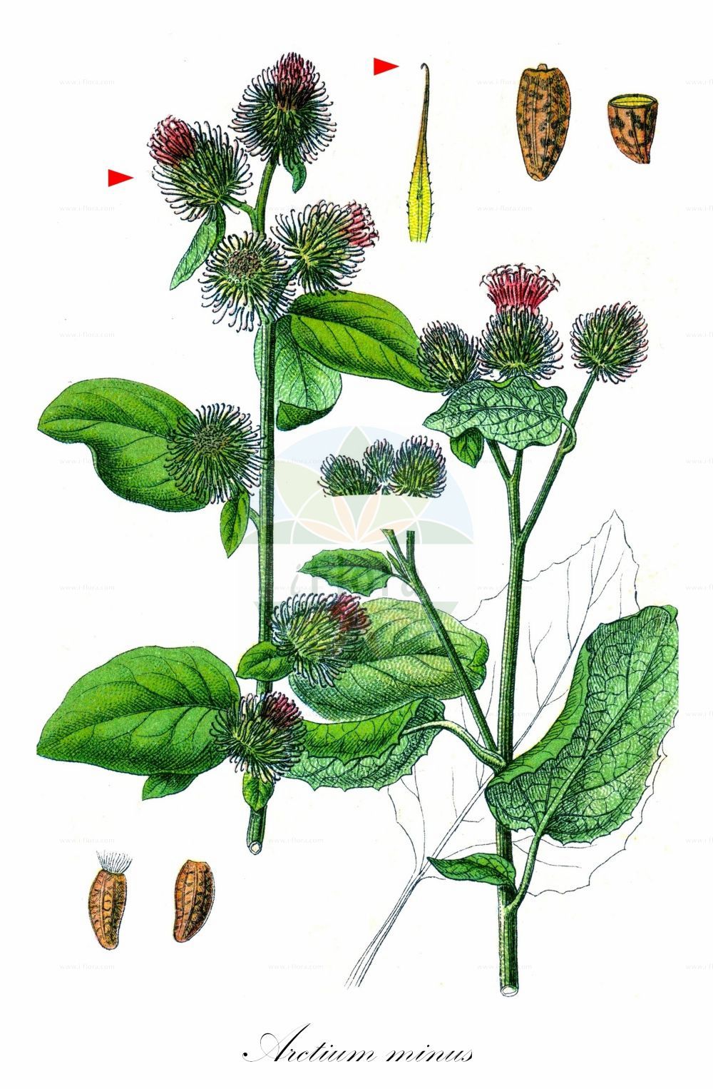 Historische Abbildung von Arctium minus (Kleine Klette - Lesser Burdock). Das Bild zeigt Blatt, Bluete, Frucht und Same. ---- Historical Drawing of Arctium minus (Kleine Klette - Lesser Burdock). The image is showing leaf, flower, fruit and seed.(Arctium minus,Kleine Klette,Lesser Burdock,Arctium chabertii,Arctium melanoceps,Arctium minus,Arctium pubens,Lappa chabertii,Lappa minor,Lappa pubens,Kleine Klette,Lesser Burdock,Common Burdock,Cuckoo-button,Woolly Burdock,Arctium,Klette,Burdock,Asteraceae,Korbblütengewächse,Daisy family,Blatt,Bluete,Frucht,Same,leaf,flower,fruit,seed,Sturm (1796f))