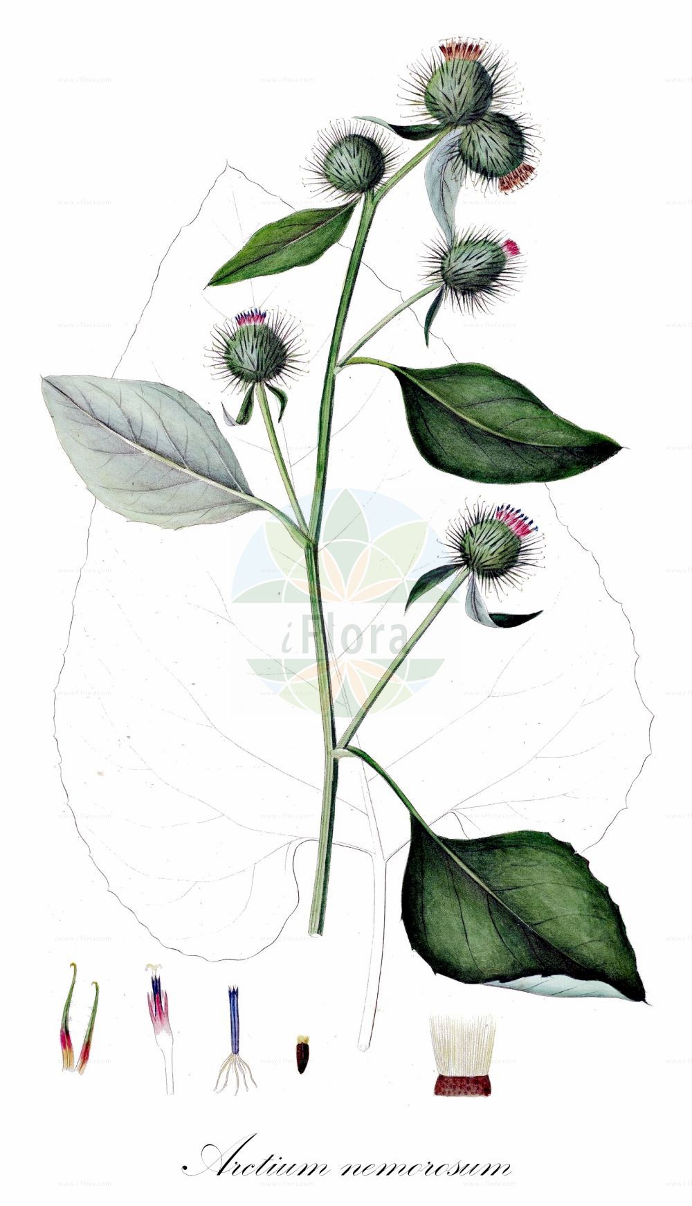 Historische Abbildung von Arctium nemorosum (Hain-Klette - Wood Burdock). Das Bild zeigt Blatt, Bluete, Frucht und Same. ---- Historical Drawing of Arctium nemorosum (Hain-Klette - Wood Burdock). The image is showing leaf, flower, fruit and seed.(Arctium nemorosum,Hain-Klette,Wood Burdock,Arctium glabrescens,Arctium maassii,Arctium nemorosum,Lappa nemorosa,Hain-Klette,Wood Burdock,Harelock,Northern Burdock,Arctium,Klette,Burdock,Asteraceae,Korbblütengewächse,Daisy family,Blatt,Bluete,Frucht,Same,leaf,flower,fruit,seed,Oeder (1761-1883))