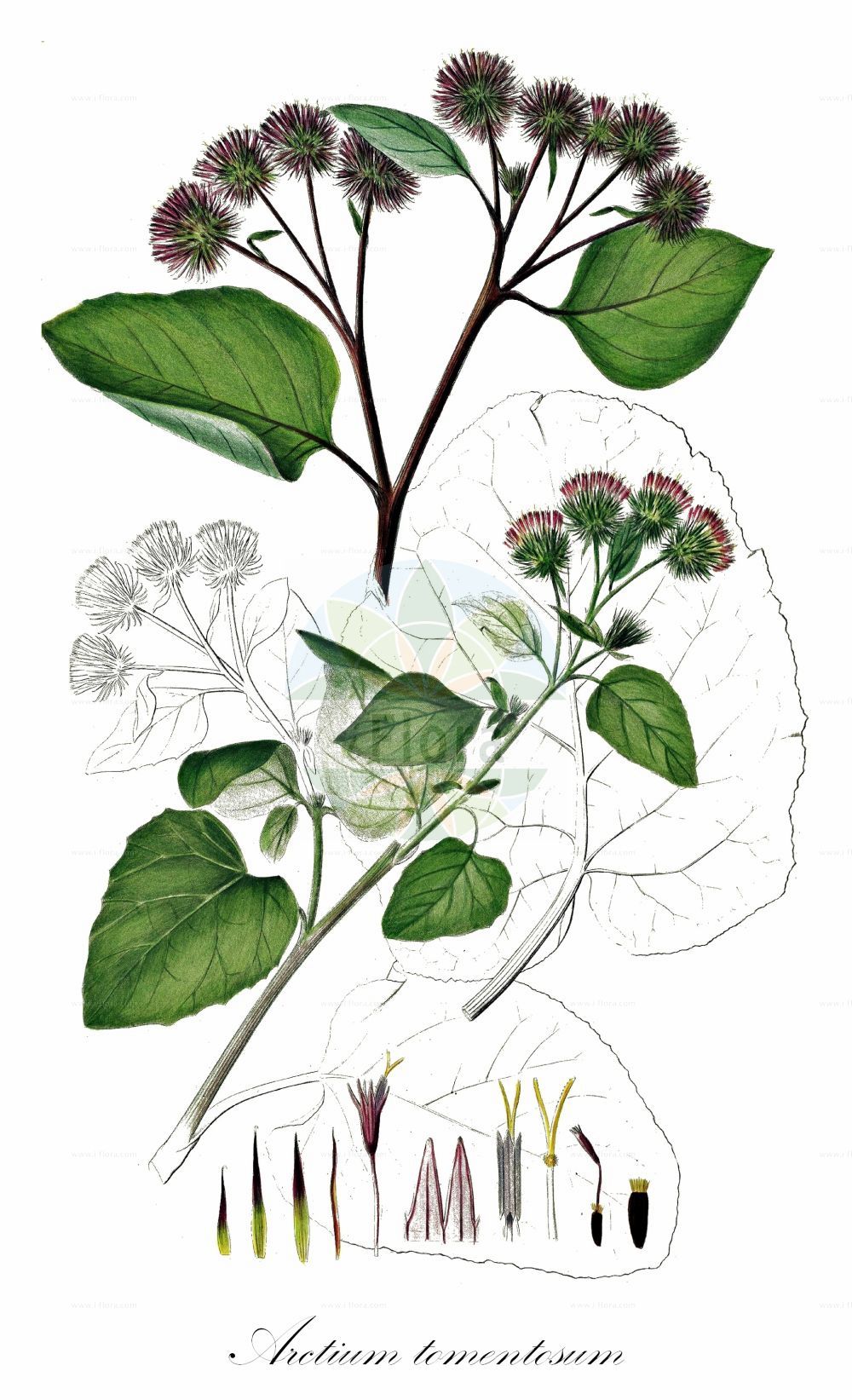 Historische Abbildung von Arctium tomentosum (Filzige Klette - Woolly Burdock). Das Bild zeigt Blatt, Bluete, Frucht und Same. ---- Historical Drawing of Arctium tomentosum (Filzige Klette - Woolly Burdock). The image is showing leaf, flower, fruit and seed.(Arctium tomentosum,Filzige Klette,Woolly Burdock,Arctium leptophyllum,Arctium tomentosum,Lappa tomentosa,Filzige Klette,Woolly Burdock,Arctium,Klette,Burdock,Asteraceae,Korbblütengewächse,Daisy family,Blatt,Bluete,Frucht,Same,leaf,flower,fruit,seed,Oeder (1761-1883))