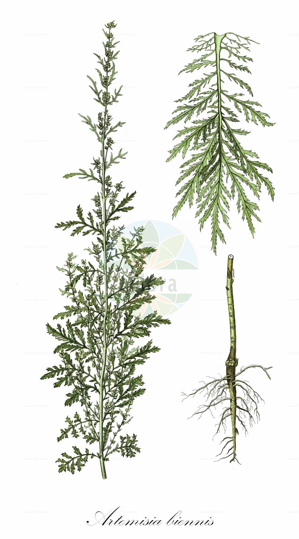 Historische Abbildung von Artemisia biennis (Zweijähriger Beifuß - Slender Mugwort). Das Bild zeigt Blatt, Bluete, Frucht und Same. ---- Historical Drawing of Artemisia biennis (Zweijähriger Beifuß - Slender Mugwort). The image is showing leaf, flower, fruit and seed.(Artemisia biennis,Zweijähriger Beifuß,Slender Mugwort,Artemisia biennis,Zweijaehriger Beifuss,Slender Mugwort,Biennial Mugwort,Biennial Wormwood,Artemisia,Beifuß,Mugwort,Asteraceae,Korbblütengewächse,Daisy family,Blatt,Bluete,Frucht,Same,leaf,flower,fruit,seed)