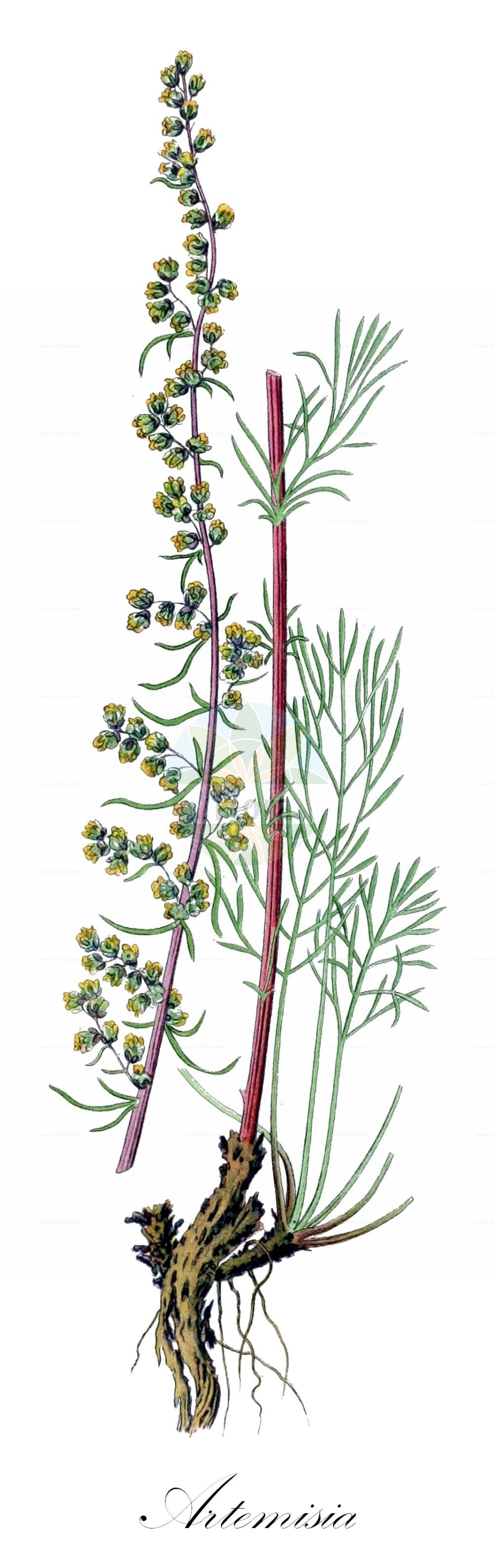 Historische Abbildung von Artemisia campestris (Feld-Beifuß - Field Wormwood). Das Bild zeigt Blatt, Bluete, Frucht und Same. ---- Historical Drawing of Artemisia campestris (Feld-Beifuß - Field Wormwood). The image is showing leaf, flower, fruit and seed.(Artemisia campestris,Feld-Beifuß,Field Wormwood,Artemisia campestris,Artemisia dniproica,Artemisia odoratissima,Artemisia sosnovskyi,Feld-Beifuss,Eigentlicher Feld-Beifuss,Filziger Feld-Beifuss,Nordischer Beifuss,Wilde Stabwurz,Field Wormwood,Breckland Mugwort,Common Sagewort,Field Sagewort,Field Southernwood,Green Sagewort,Sagewort Wormwood,Artemisia,Beifuß,Mugwort,Asteraceae,Korbblütengewächse,Daisy family,Blatt,Bluete,Frucht,Same,leaf,flower,fruit,seed,Lindman (1901-1905))