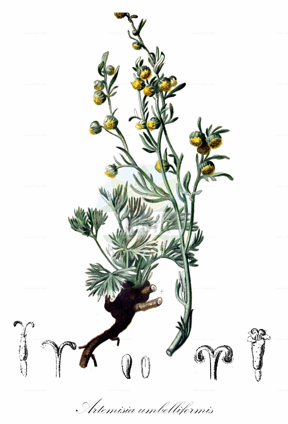 Historische Abbildung von Artemisia umbelliformis (Echte Edelraute - Alps Mugwort). Das Bild zeigt Blatt, Bluete, Frucht und Same. ---- Historical Drawing of Artemisia umbelliformis (Echte Edelraute - Alps Mugwort). The image is showing leaf, flower, fruit and seed.(Artemisia umbelliformis,Echte Edelraute,Alps Mugwort,Artemisia gabriellae,Artemisia laxa,Artemisia mutellina,Artemisia umbelliformis,Artemisia umbelliformis subsp. gabriellae,Echte Edelraute,Alps Mugwort,Alpine Wormwood,Alps Wormwood,Yellow Genipi,Artemisia,Beifuß,Mugwort,Asteraceae,Korbblütengewächse,Daisy family,Blatt,Bluete,Frucht,Same,leaf,flower,fruit,seed,Hartinger & von Dalla Torre (1806f))