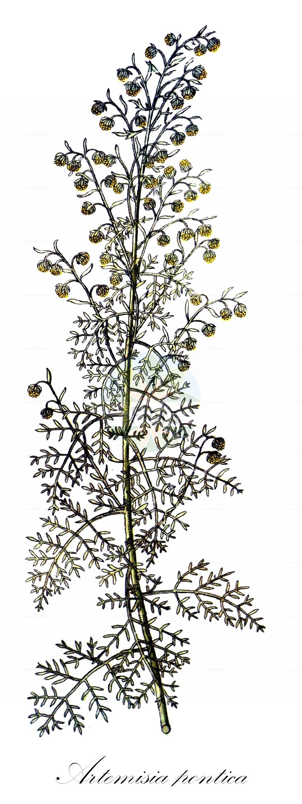 Historische Abbildung von Artemisia pontica (Pontischer Beifuß - Roman Wormwood). Das Bild zeigt Blatt, Bluete, Frucht und Same. ---- Historical Drawing of Artemisia pontica (Pontischer Beifuß - Roman Wormwood). The image is showing leaf, flower, fruit and seed.(Artemisia pontica,Pontischer Beifuß,Roman Wormwood,Artemisia pontica,Pontischer Beifuss,Pontischer Wermut,Roman Wormwood,Artemisia,Beifuß,Mugwort,Asteraceae,Korbblütengewächse,Daisy family,Blatt,Bluete,Frucht,Same,leaf,flower,fruit,seed,Vietz (1800-1822))