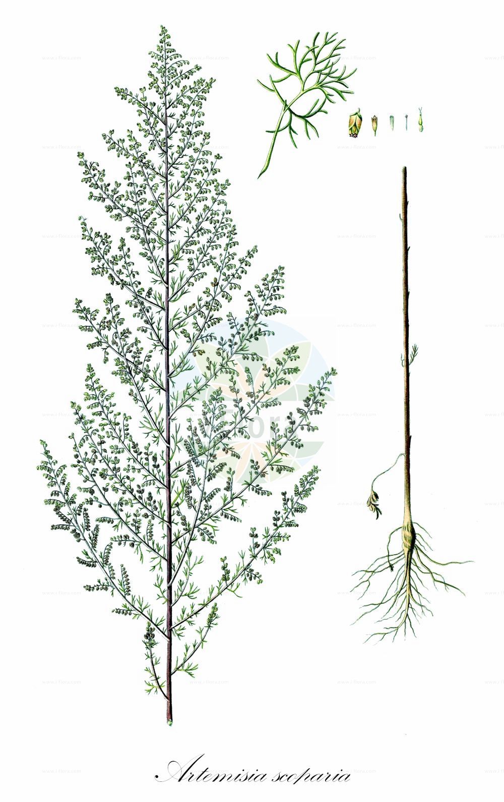 Historische Abbildung von Artemisia scoparia (Besen-Beifuß - Redstem Wormwood). Das Bild zeigt Blatt, Bluete, Frucht und Same. ---- Historical Drawing of Artemisia scoparia (Besen-Beifuß - Redstem Wormwood). The image is showing leaf, flower, fruit and seed.(Artemisia scoparia,Besen-Beifuß,Redstem Wormwood,Artemisia scoparia,Artemisia scoparioides,Besen-Beifuss,Redstem Wormwood,Artemisia,Beifuß,Mugwort,Asteraceae,Korbblütengewächse,Daisy family,Blatt,Bluete,Frucht,Same,leaf,flower,fruit,seed,Waldstein-Wartenberg & Kitaibel (1799-1812))