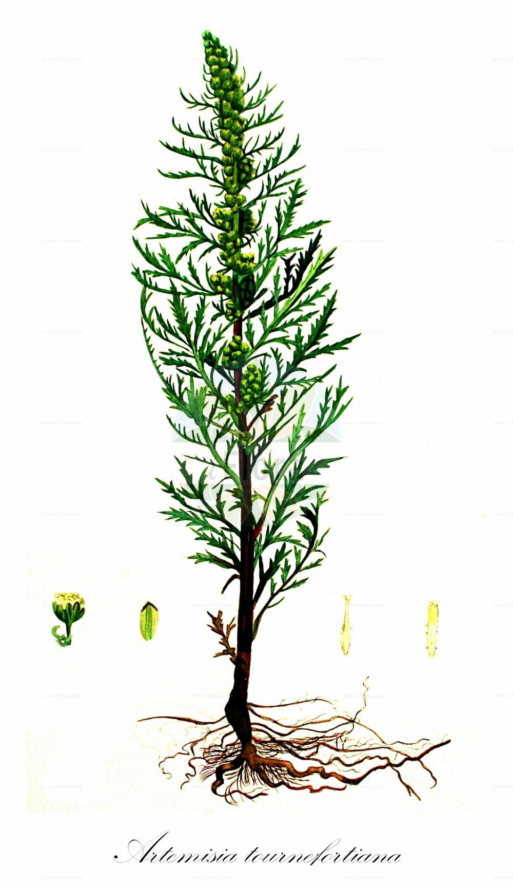Historische Abbildung von Artemisia tournefortiana (Armenischer Beifuß - Armenian Mugwort). Das Bild zeigt Blatt, Bluete, Frucht und Same. ---- Historical Drawing of Artemisia tournefortiana (Armenischer Beifuß - Armenian Mugwort). The image is showing leaf, flower, fruit and seed.(Artemisia tournefortiana,Armenischer Beifuß,Armenian Mugwort,Artemisia tournefortiana,Armenischer Beifuss,Armenian Mugwort,Artemisia,Beifuß,Mugwort,Asteraceae,Korbblütengewächse,Daisy family,Blatt,Bluete,Frucht,Same,leaf,flower,fruit,seed,Kops (1800-1934))
