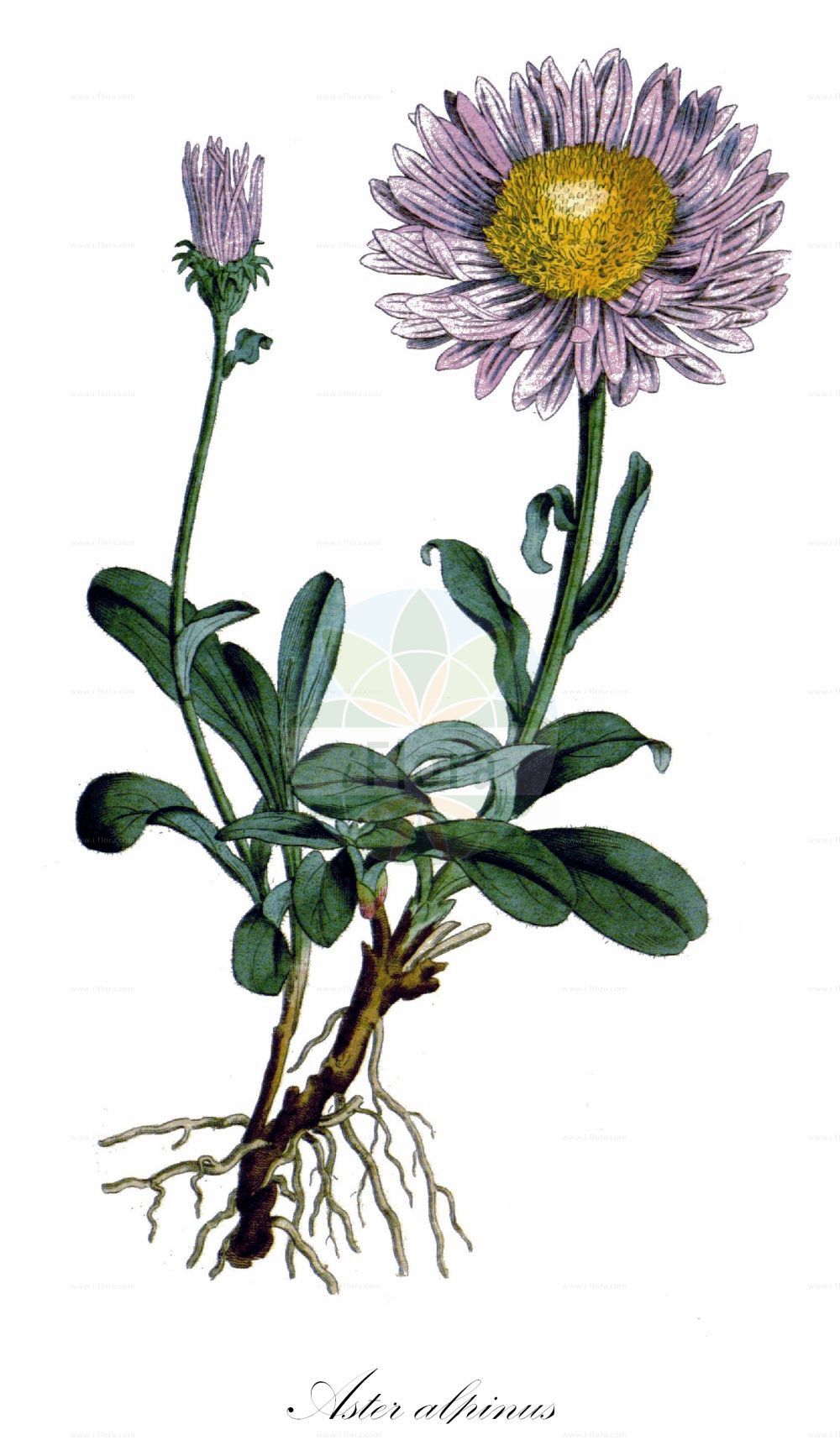 Historische Abbildung von Aster alpinus (Alpen-Aster - Alpine Aster). Das Bild zeigt Blatt, Bluete, Frucht und Same. ---- Historical Drawing of Aster alpinus (Alpen-Aster - Alpine Aster). The image is showing leaf, flower, fruit and seed.(Aster alpinus,Alpen-Aster,Alpine Aster,Aster alpinus,Aster garibaldii,Aster hispanicus,Aster korshinskyi,Alpen-Aster,Alpine Aster,Blue Alpine Daisy,Aster,Aster,Sea Aster,Asteraceae,Korbblütengewächse,Daisy family,Blatt,Bluete,Frucht,Same,leaf,flower,fruit,seed,Curtis Botanical Magazine (1787f))