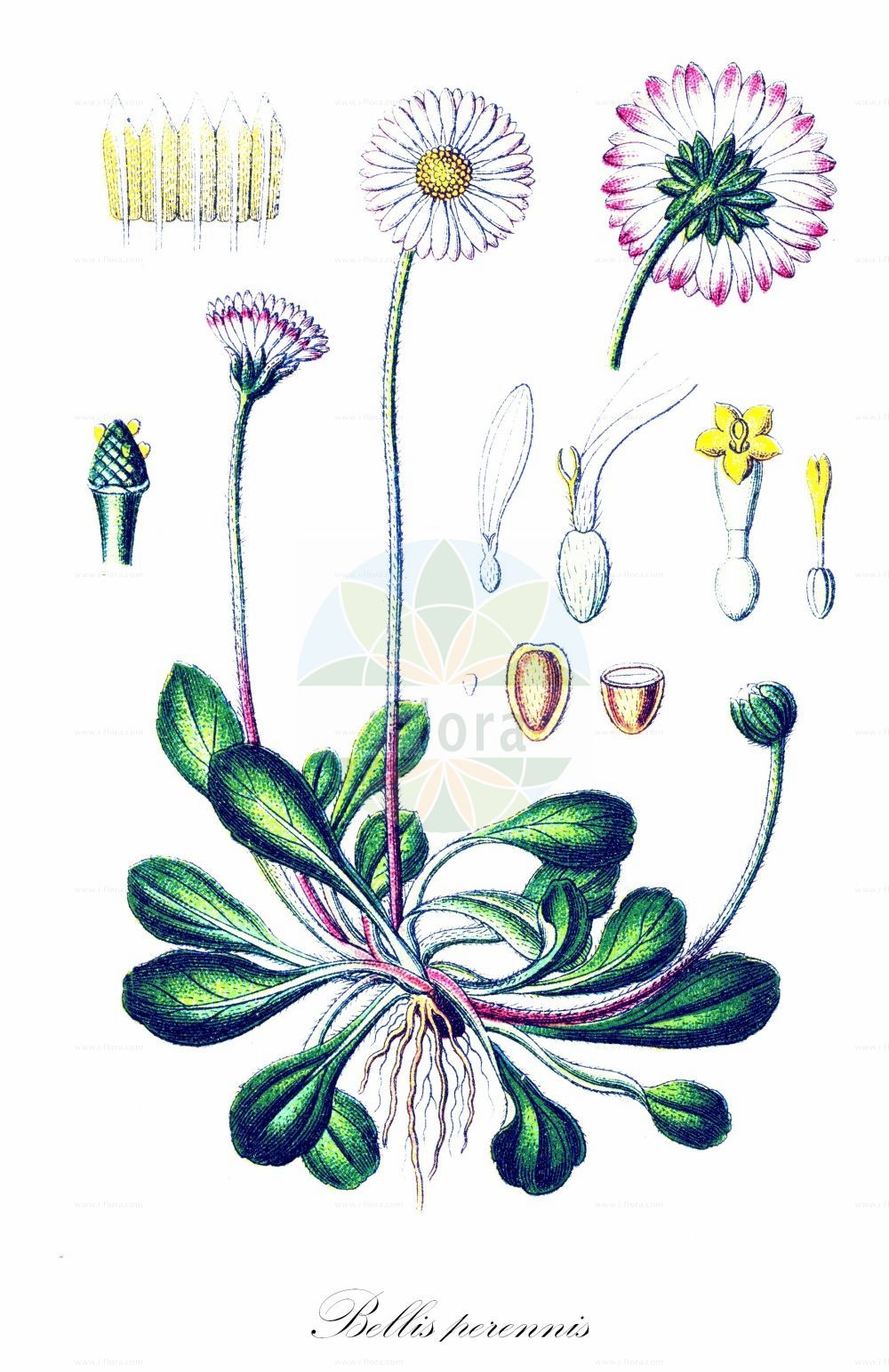 Historische Abbildung von Bellis perennis (Mehrjähriges Gänseblümchen - Daisy). Das Bild zeigt Blatt, Bluete, Frucht und Same. ---- Historical Drawing of Bellis perennis (Mehrjähriges Gänseblümchen - Daisy). The image is showing leaf, flower, fruit and seed.(Bellis perennis,Mehrjähriges Gänseblümchen,Daisy,Bellis armena,Bellis hortensis,Bellis hybrida,Bellis perennis,Bellis pumila,Mehrjaehriges Gaensebluemchen,Massliebchen,Daisy,Common Daisy,Daisy,English Daisy,Lawn Daisy,Bellis,Gänseblümchen,Daisy,Asteraceae,Korbblütengewächse,Daisy family,Blatt,Bluete,Frucht,Same,leaf,flower,fruit,seed,Sturm (1796f))