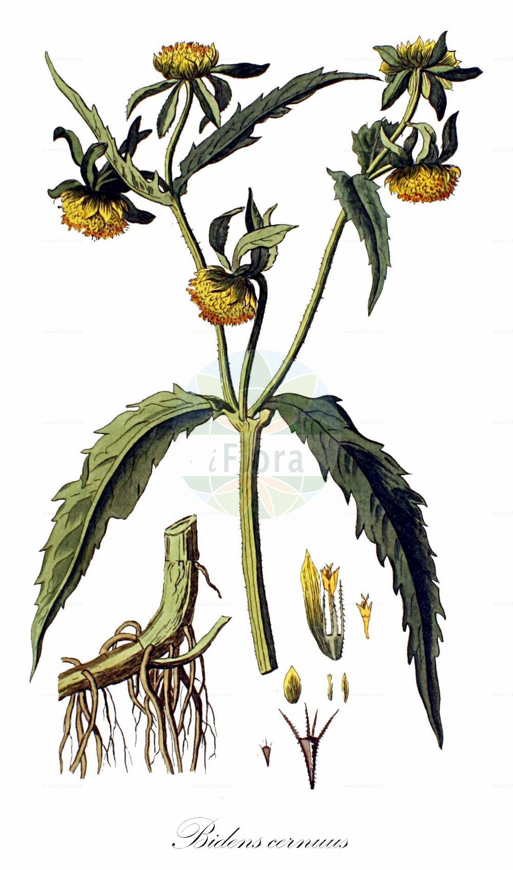 Historische Abbildung von Bidens cernuus (Nickender Zweizahn - Nodding Bur-marigold). Das Bild zeigt Blatt, Bluete, Frucht und Same. ---- Historical Drawing of Bidens cernuus (Nickender Zweizahn - Nodding Bur-marigold). The image is showing leaf, flower, fruit and seed.(Bidens cernuus,Nickender Zweizahn,Nodding Bur-marigold,Bidens cernuus,Bidens minimus,Coreopsis bidens,Nickender Zweizahn,Nodding Bur-marigold,Nodding Beggarticks,Nodding Beggartick,Bidens,Zweizahn,Beggarticks,Asteraceae,Korbblütengewächse,Daisy family,Blatt,Bluete,Frucht,Same,leaf,flower,fruit,seed,Kops (1800-1934))