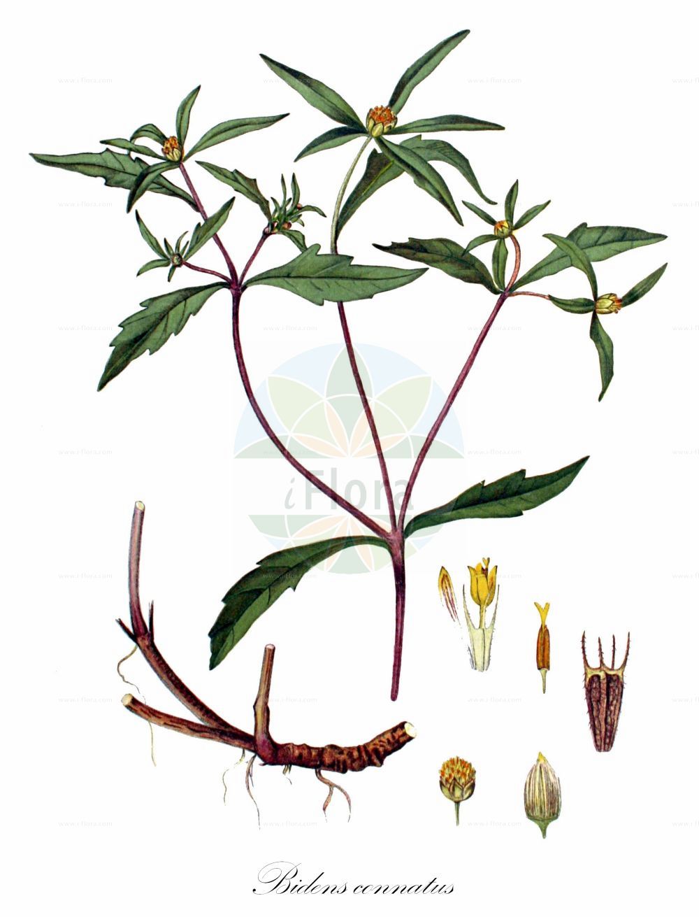Historische Abbildung von Bidens connatus (Verwachsenblättriger Zweizahn - London Bur-marigold). Das Bild zeigt Blatt, Bluete, Frucht und Same. ---- Historical Drawing of Bidens connatus (Verwachsenblättriger Zweizahn - London Bur-marigold). The image is showing leaf, flower, fruit and seed.(Bidens connatus,Verwachsenblättriger Zweizahn,London Bur-marigold,Bidens connatus,Bidens decipiens,Verwachsenblaettriger Zweizahn,London Bur-marigold,Connate Beggarticks,Swamp Beggar-ticks,Purple-stem Beggarticks,Bidens,Zweizahn,Beggarticks,Asteraceae,Korbblütengewächse,Daisy family,Blatt,Bluete,Frucht,Same,leaf,flower,fruit,seed,Kops (1800-1934))