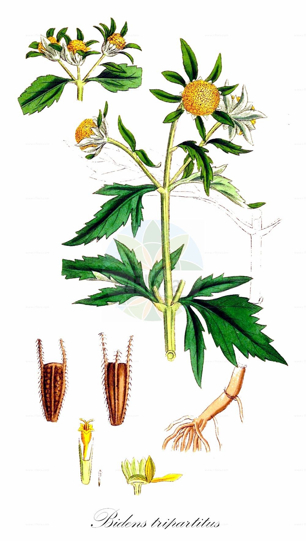 Historische Abbildung von Bidens tripartitus (Dreiteiliger Zweizahn - Trifid Bur-marigold). Das Bild zeigt Blatt, Bluete, Frucht und Same. ---- Historical Drawing of Bidens tripartitus (Dreiteiliger Zweizahn - Trifid Bur-marigold). The image is showing leaf, flower, fruit and seed.(Bidens tripartitus,Dreiteiliger Zweizahn,Trifid Bur-marigold,Bidens orientalis,Bidens tripartitus,Dreiteiliger Zweizahn,Gewoehnlicher Zweizahn,Trifid Bur-marigold,Three-lobe Beggarticks,Leafy-bract Beggarticks,Three-cleft Bur-Marigold,Tripartite Bur-marigold,Water Agrimony,Bur Beggarticks,Bidens,Zweizahn,Beggarticks,Asteraceae,Korbblütengewächse,Daisy family,Blatt,Bluete,Frucht,Same,leaf,flower,fruit,seed,Sowerby (1790-1813))