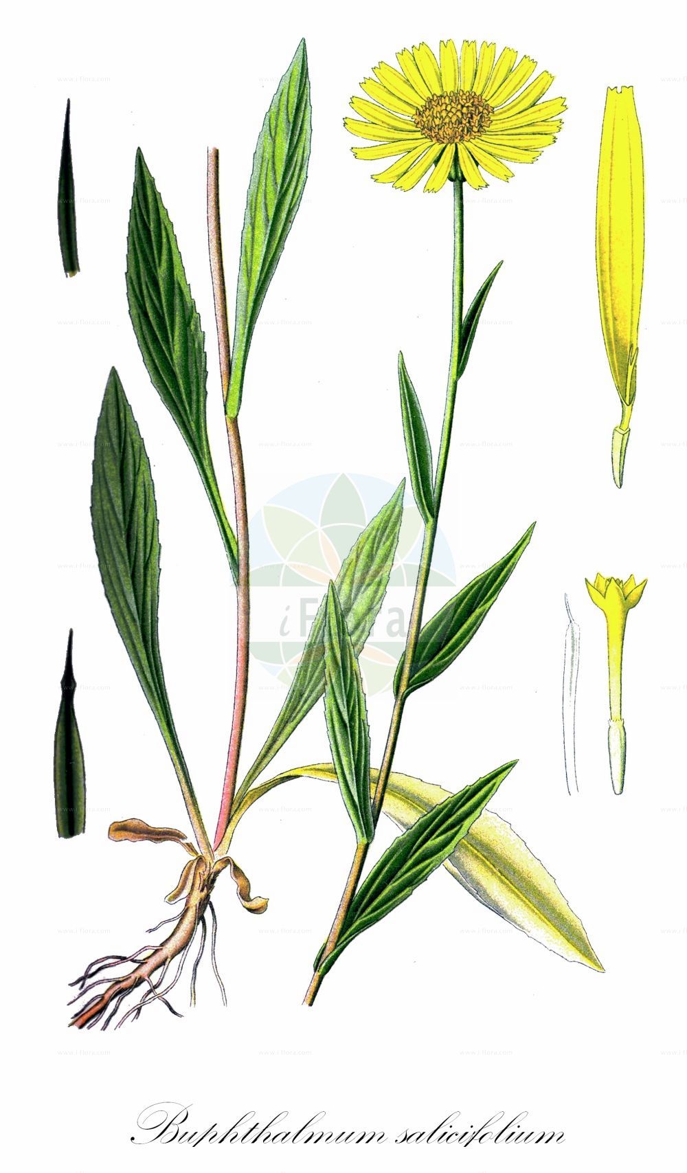 Historische Abbildung von Buphthalmum salicifolium (Weidenblättriges Ochsenauge - Ox-eye). Das Bild zeigt Blatt, Bluete, Frucht und Same. ---- Historical Drawing of Buphthalmum salicifolium (Weidenblättriges Ochsenauge - Ox-eye). The image is showing leaf, flower, fruit and seed.(Buphthalmum salicifolium,Weidenblättriges Ochsenauge,Ox-eye,Buphthalmum grandiflorum,Buphthalmum salicifolium,Buphthalmum salicinum,Weidenblaettriges Ochsenauge,Rindsauge,Ox-eye,Yellow Ox-eye,Buphthalmum,Ochsenauge,Ox Eye,Asteraceae,Korbblütengewächse,Daisy family,Blatt,Bluete,Frucht,Same,leaf,flower,fruit,seed,Thomé (1885))