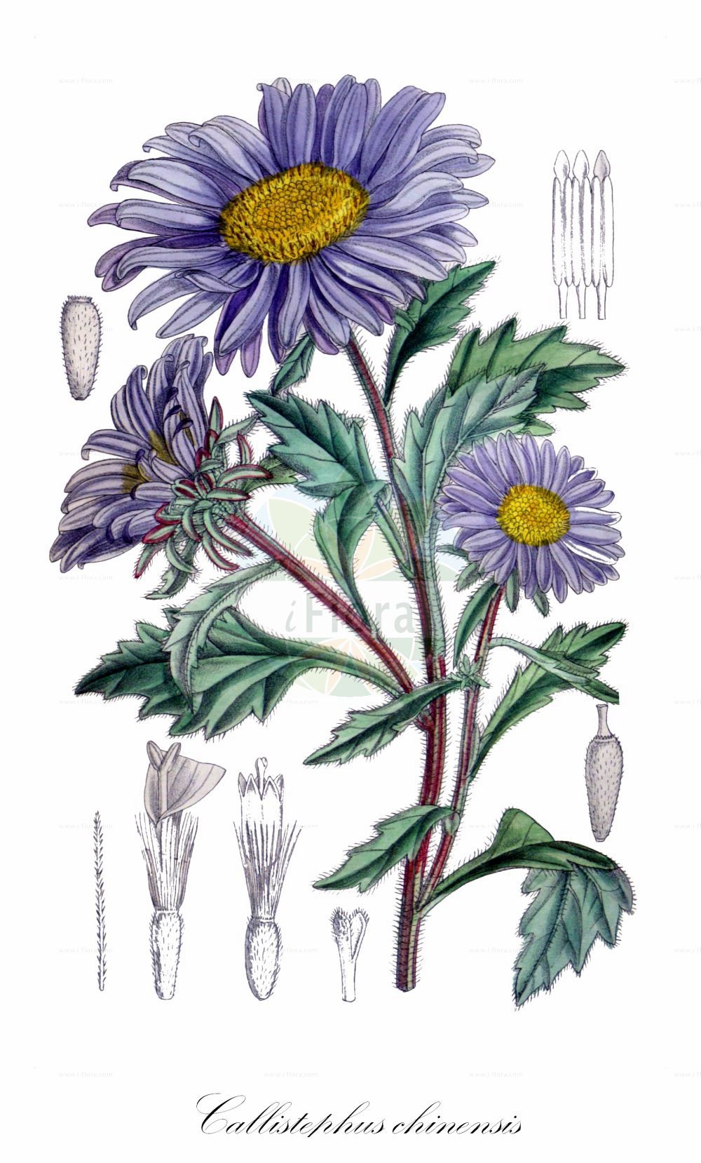 Historische Abbildung von Callistephus chinensis. Das Bild zeigt Blatt, Bluete, Frucht und Same. ---- Historical Drawing of Callistephus chinensis. The image is showing leaf, flower, fruit and seed.(Callistephus chinensis,Aster chinensis,Callistephus chinensis,Callistephus,Asteraceae,Korbblütengewächse,Daisy family,Blatt,Bluete,Frucht,Same,leaf,flower,fruit,seed)