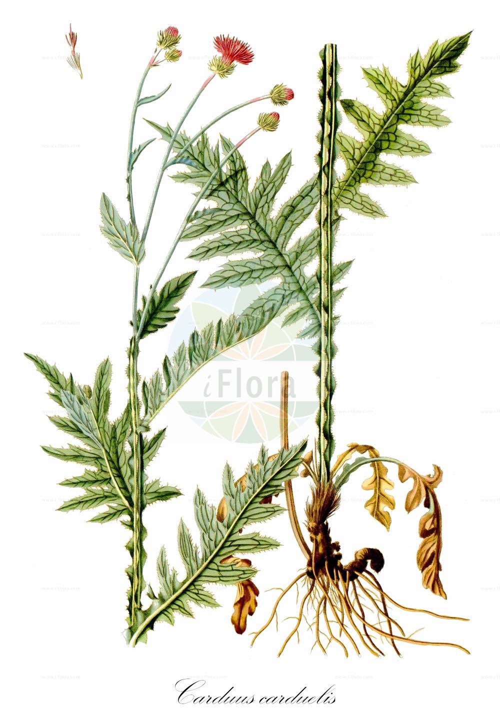 Historische Abbildung von Carduus carduelis. Das Bild zeigt Blatt, Bluete, Frucht und Same. ---- Historical Drawing of Carduus carduelis. The image is showing leaf, flower, fruit and seed.(Carduus carduelis,Arctium carduelis,Carduus alpestris,Carduus arctioides,Carduus carduelis,Cirsium arctioides,Carduus,Distel,Plumeless Thistle,Asteraceae,Korbblütengewächse,Daisy family,Blatt,Bluete,Frucht,Same,leaf,flower,fruit,seed,Waldstein-Wartenberg & Kitaibel (1799-1812))