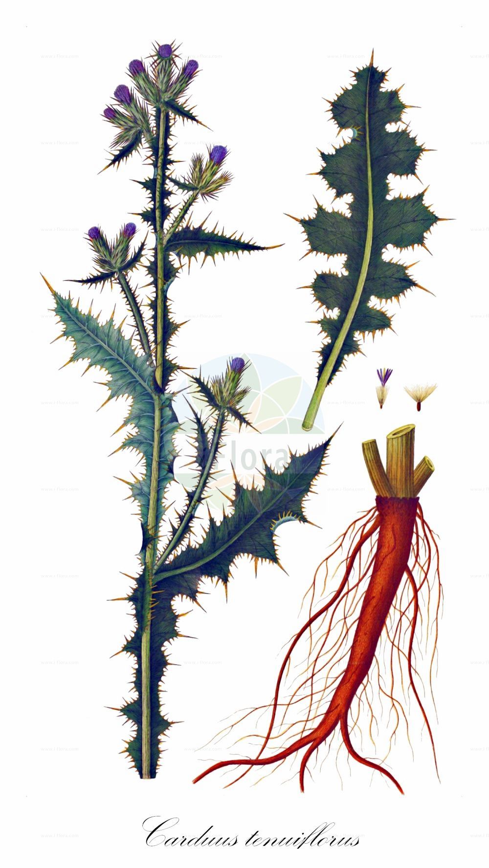 Historische Abbildung von Carduus tenuiflorus (Slender Thistle). Das Bild zeigt Blatt, Bluete, Frucht und Same. ---- Historical Drawing of Carduus tenuiflorus (Slender Thistle). The image is showing leaf, flower, fruit and seed.(Carduus tenuiflorus,Slender Thistle,Carduus corbariensis,Carduus malacitanus,Carduus tenuiflorus,Carduus,Distel,Plumeless Thistle,Asteraceae,Korbblütengewächse,Daisy family,Blatt,Bluete,Frucht,Same,leaf,flower,fruit,seed,Oeder (1761-1883))